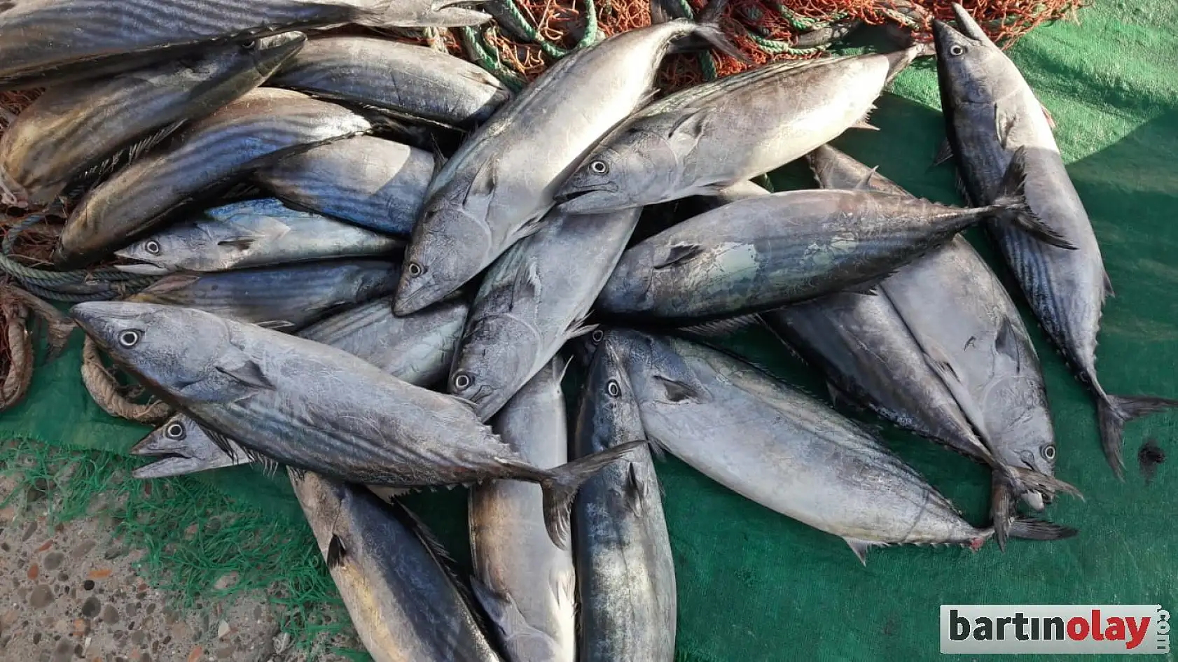 Kasalar palamut ile doldu