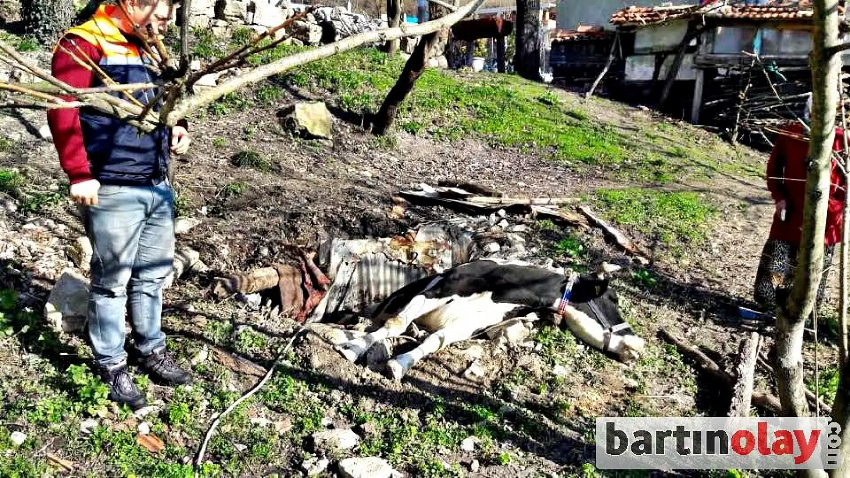 Kuyuya düşen inek telef oldu