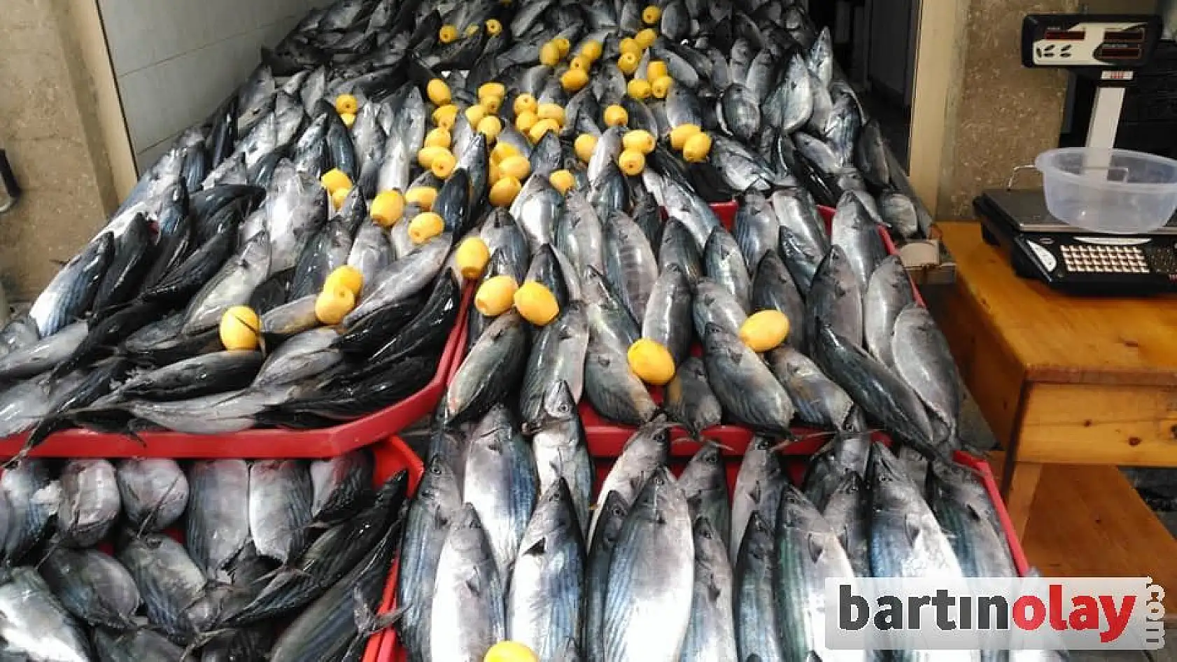 Palamut yüzleri güldürüyor