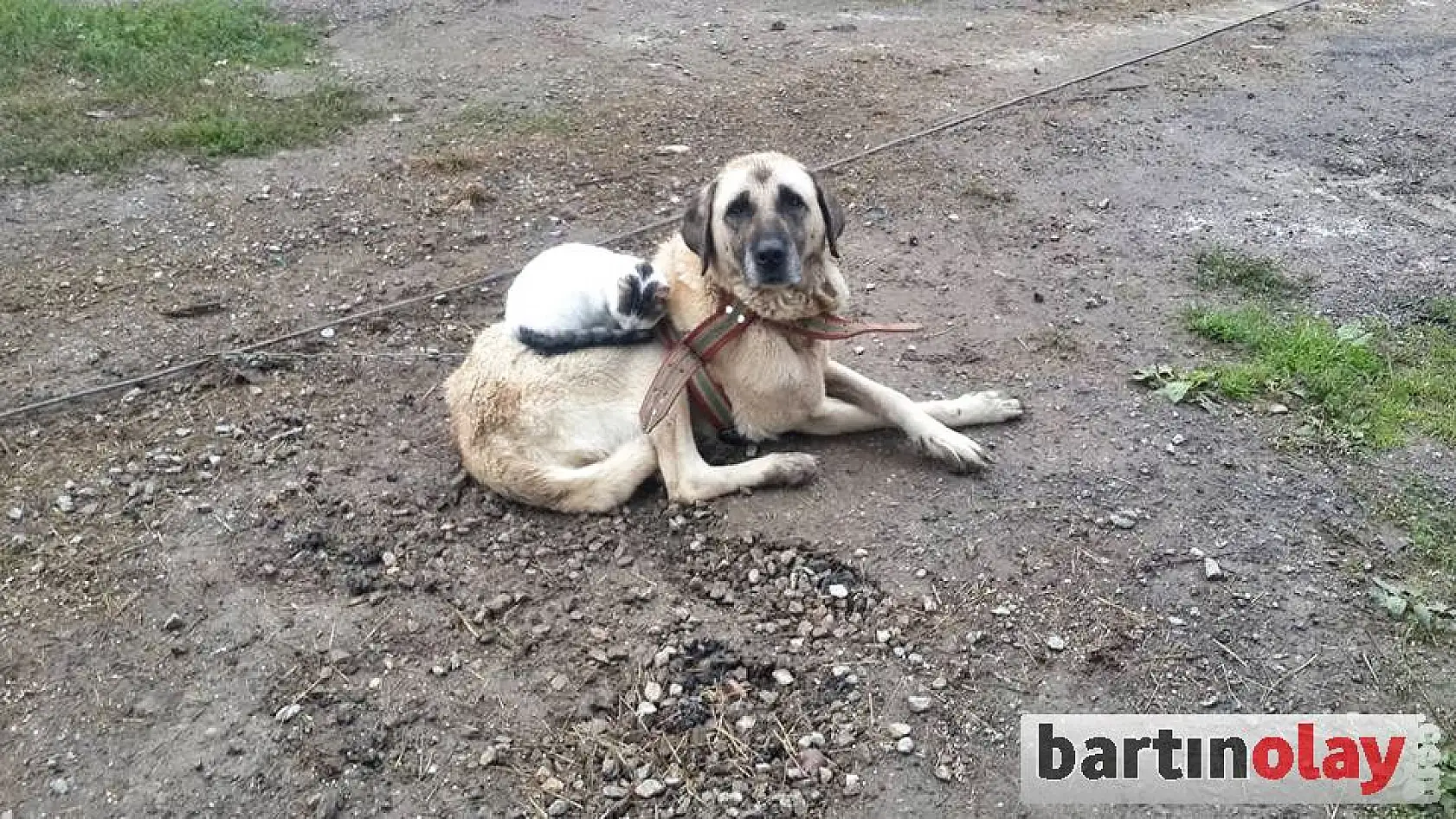 Sırtına yatıp uyuyor