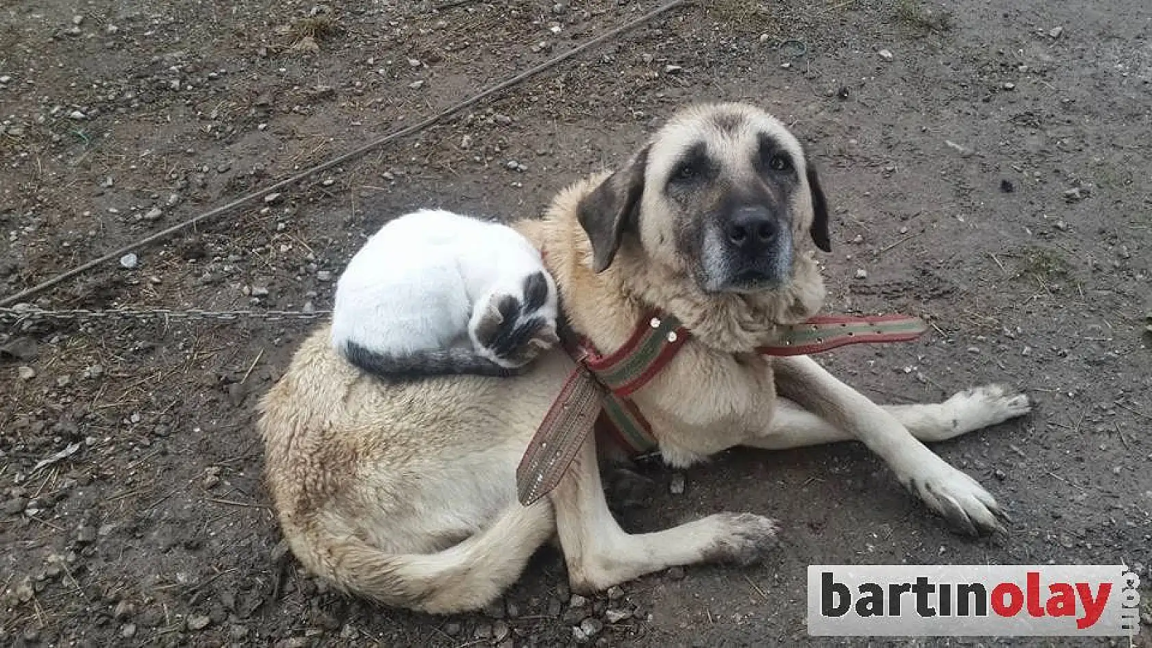 Sırtına yatıp uyuyor