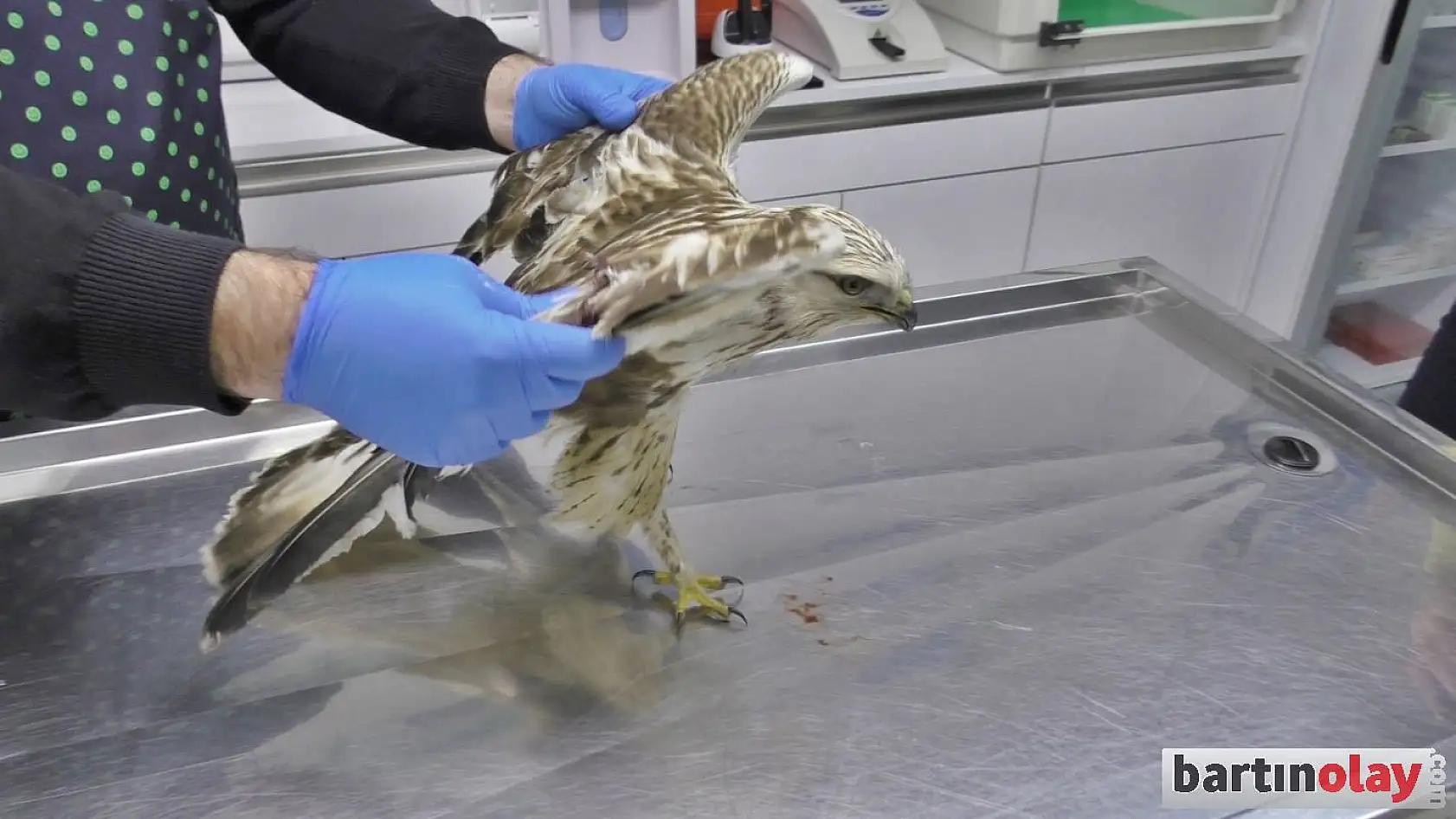 Vurulan yılan kartalı tedavi edildi