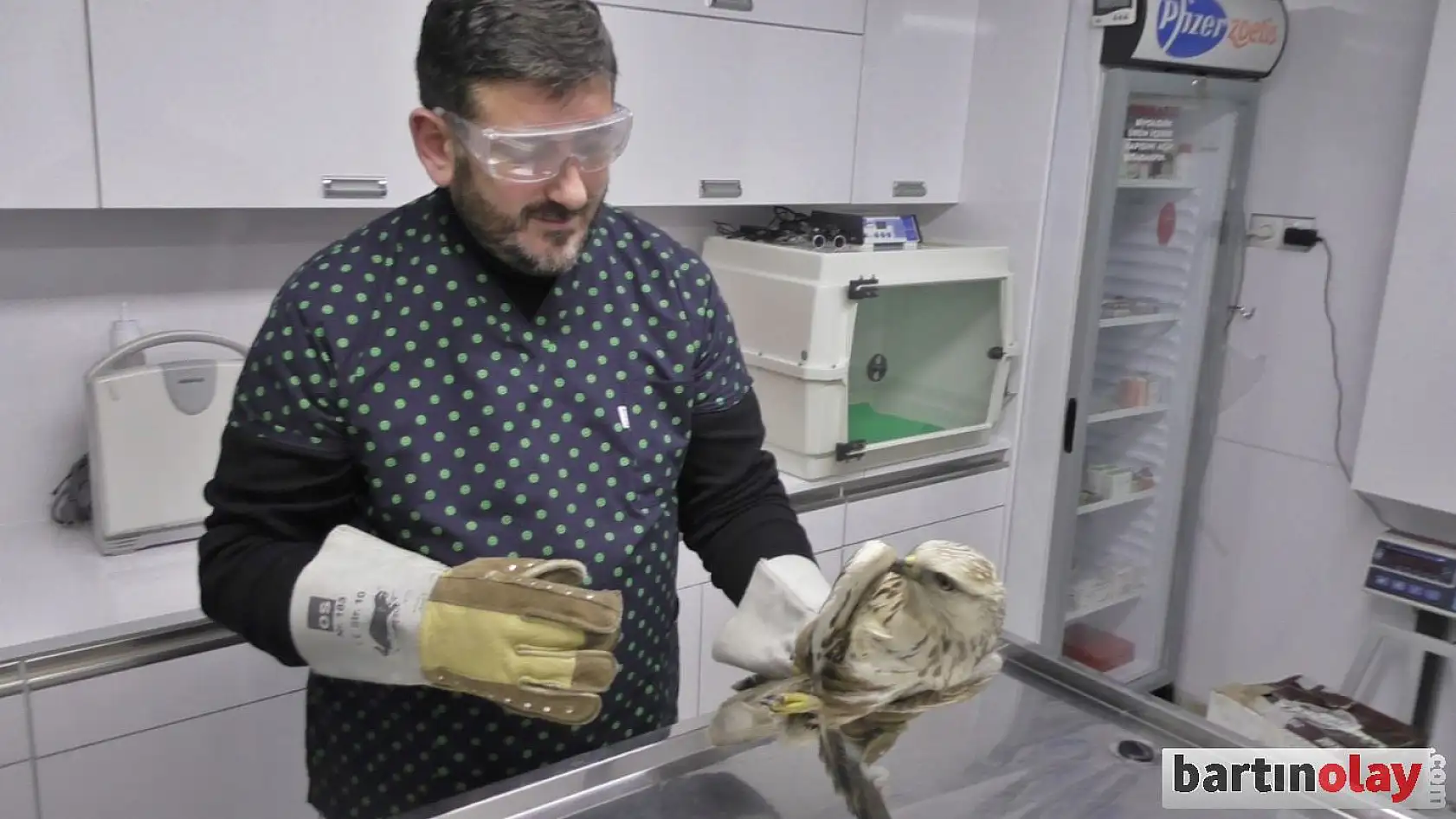 Vurulan yılan kartalı tedavi edildi