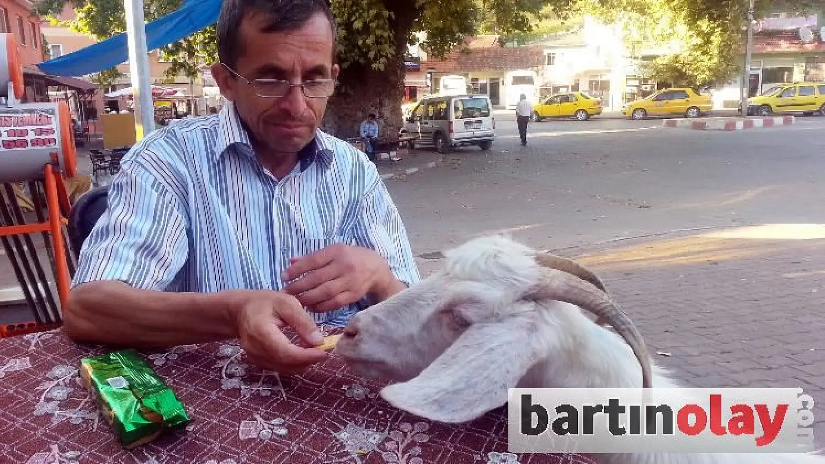 Evcil keçi, yanından hiç ayrılmıyor