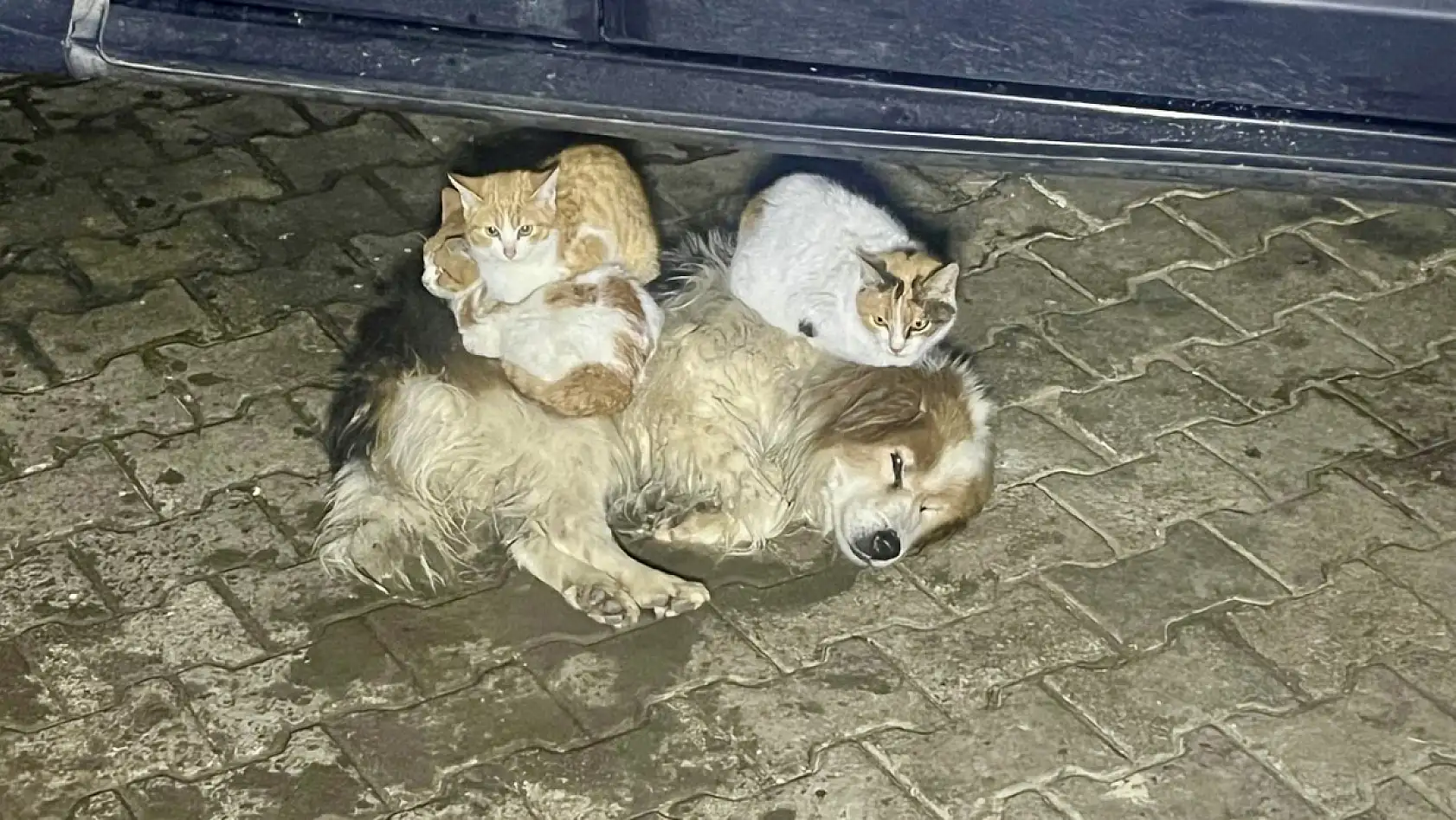 Kör ve sağır ama çok merhametli