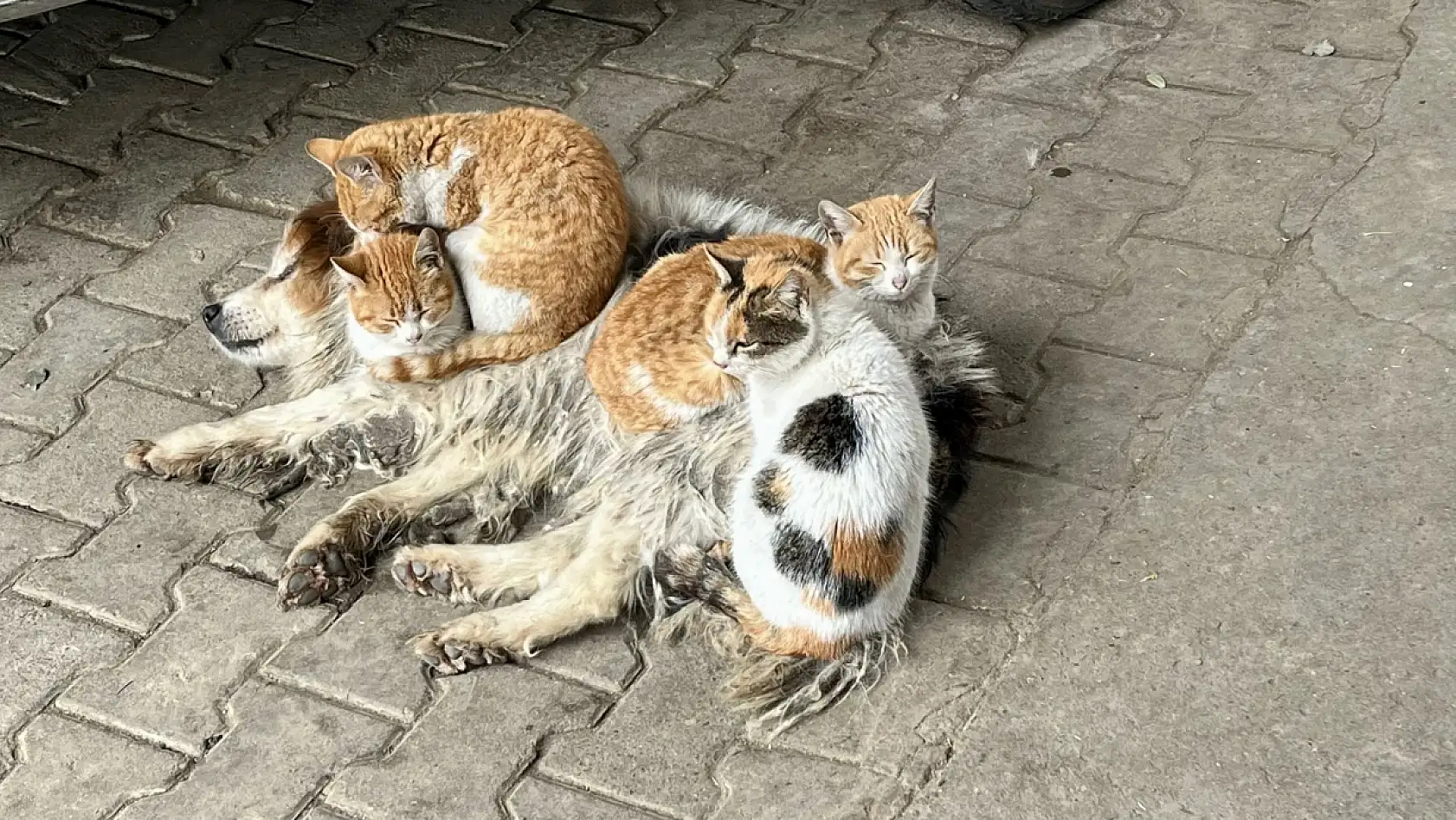 Kör ve sağır ama çok merhametli