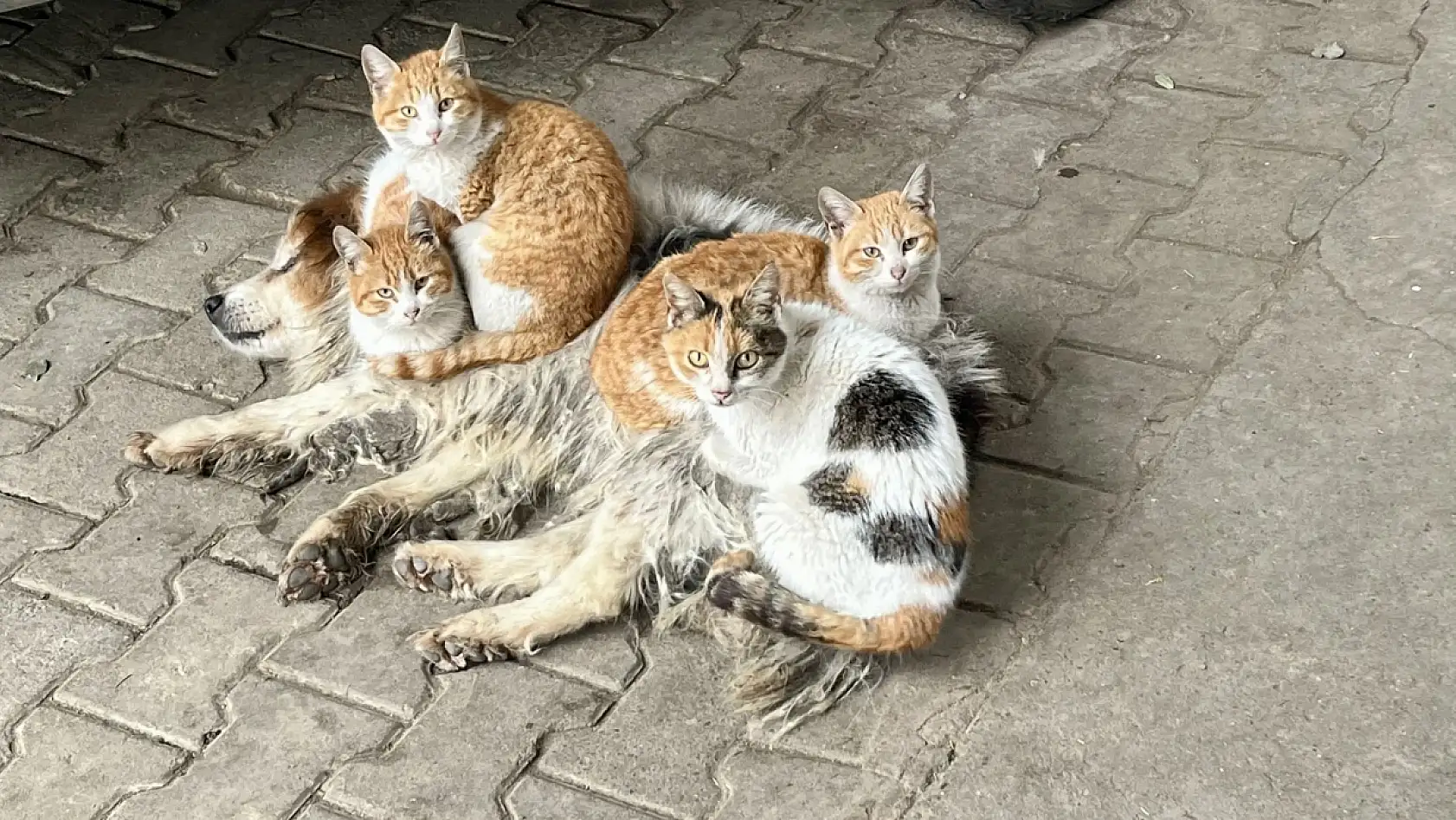 Kör ve sağır ama çok merhametli