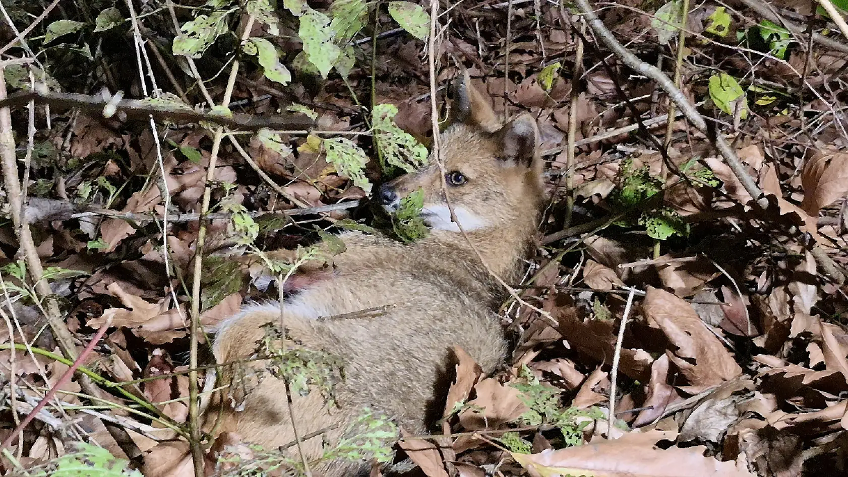 Gençlerden merhamet dersi