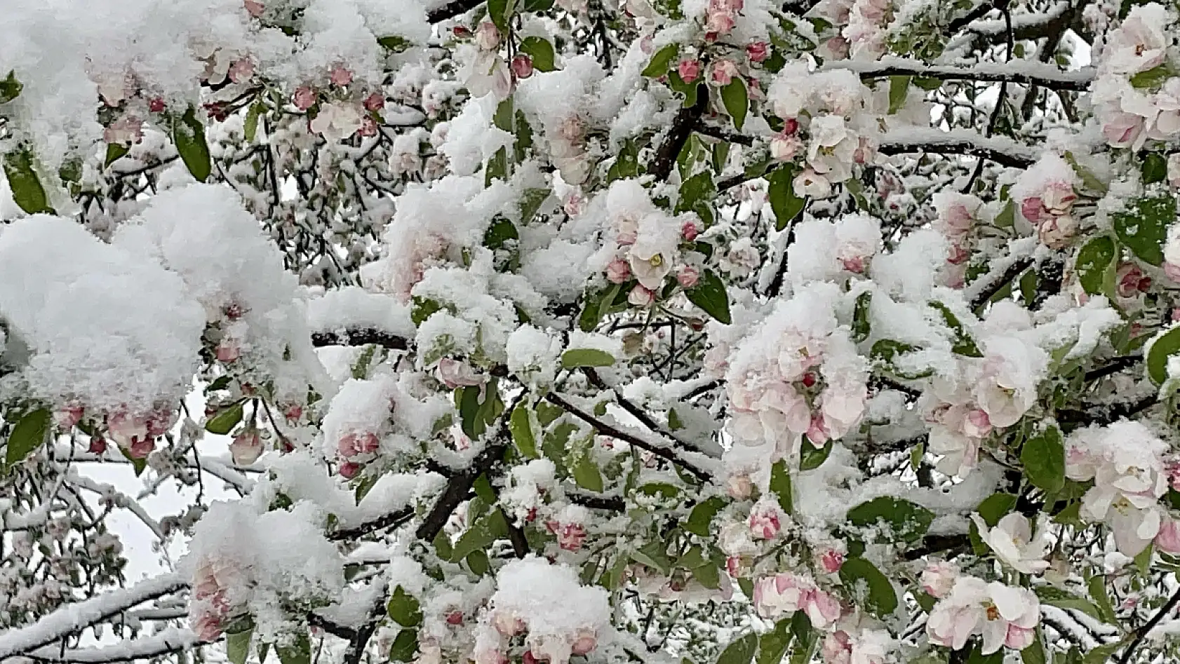 Bartın'da bahar ortasında kar sürprizi