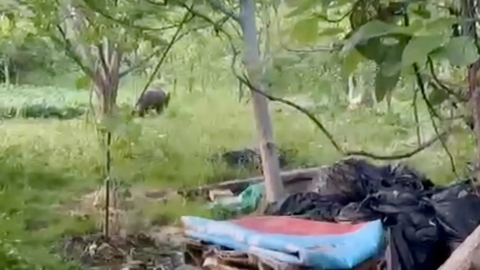 Bozayı bahçeye daldı