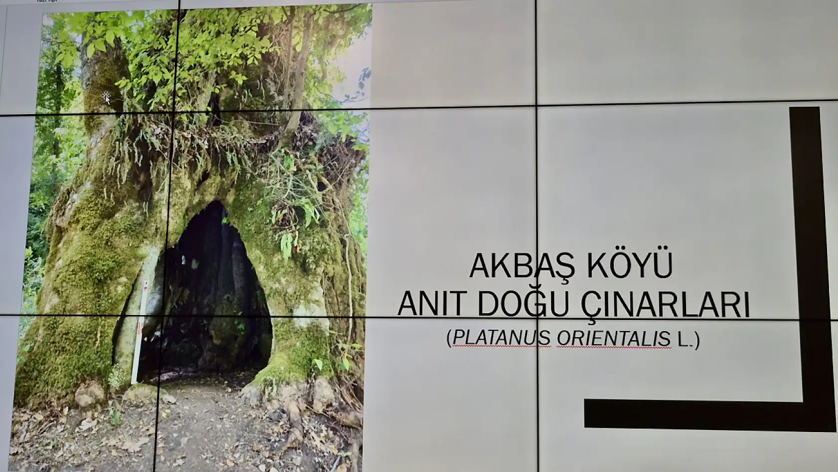 Çınar ağacının yaşı ortaya çıktı