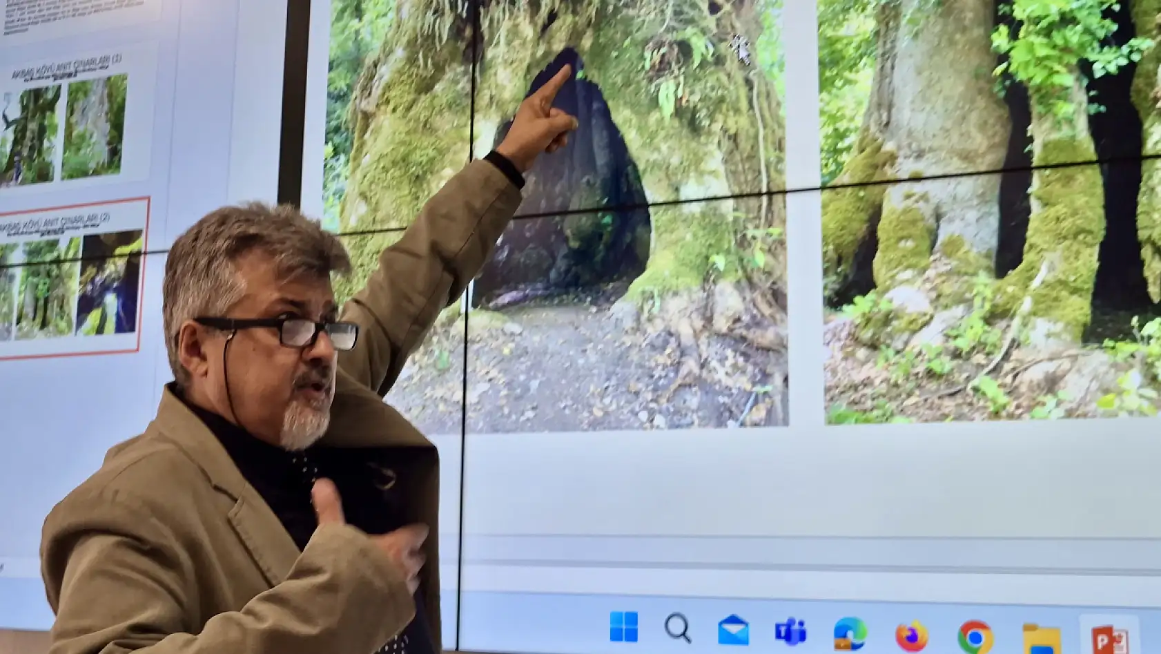 Çınar ağacının yaşı ortaya çıktı