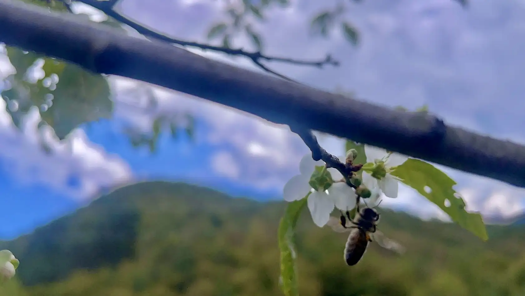 Bir yılda ikinci kez çiçek açtı