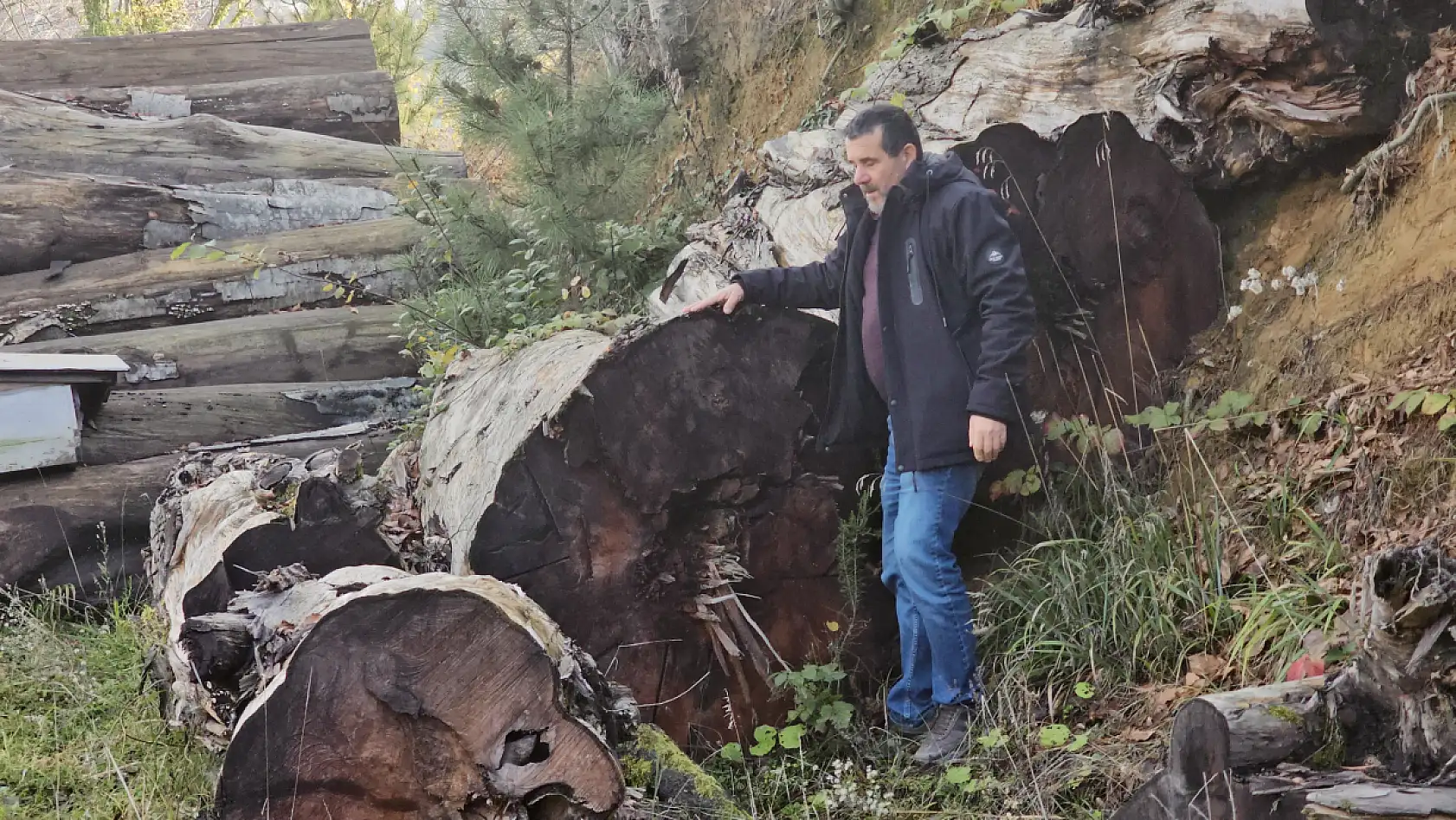 Kesildi satıldı ama yok olmadı