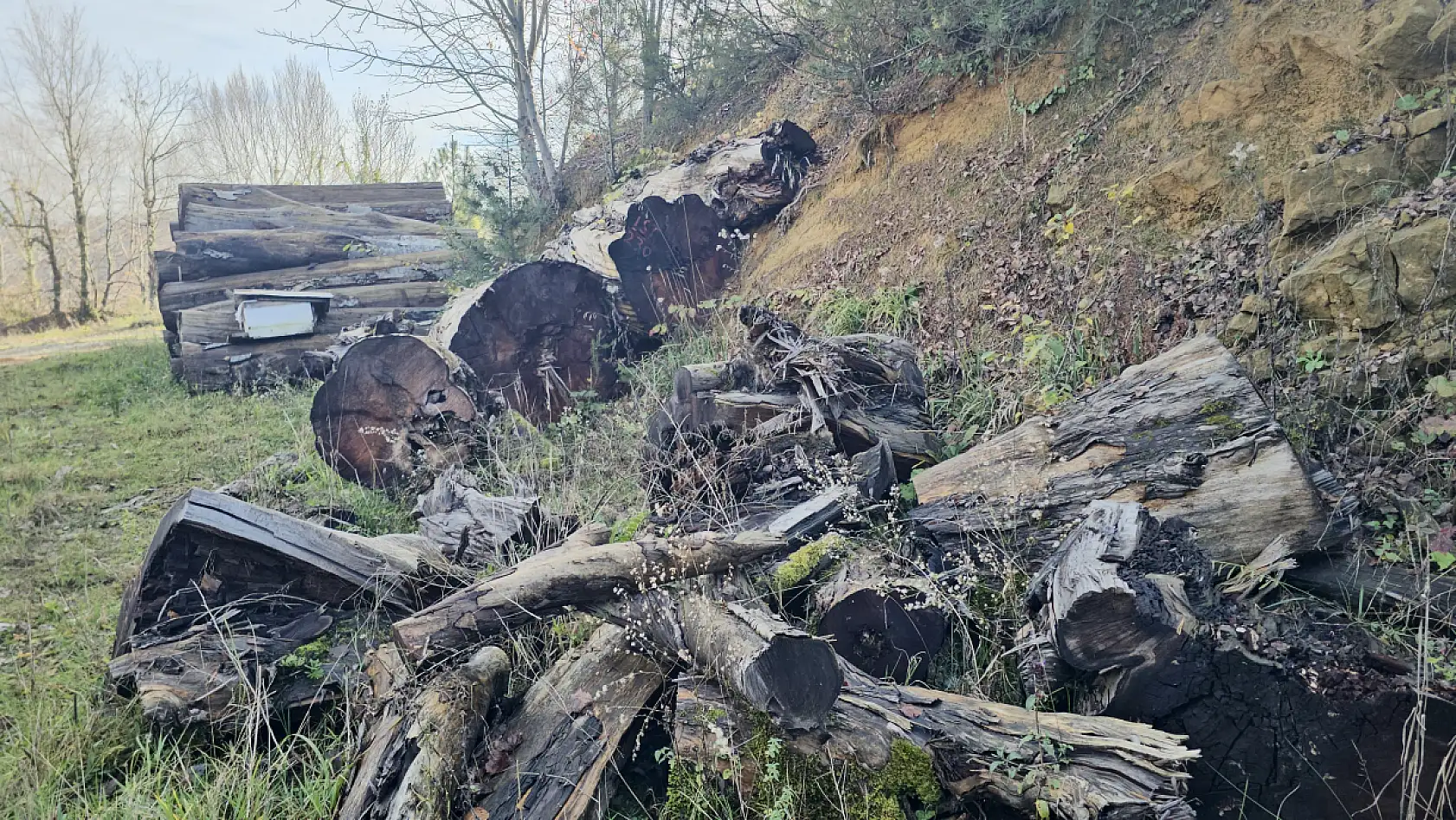 Kesildi satıldı ama yok olmadı