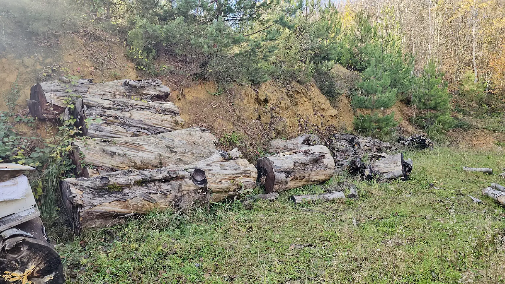 Kesildi satıldı ama yok olmadı