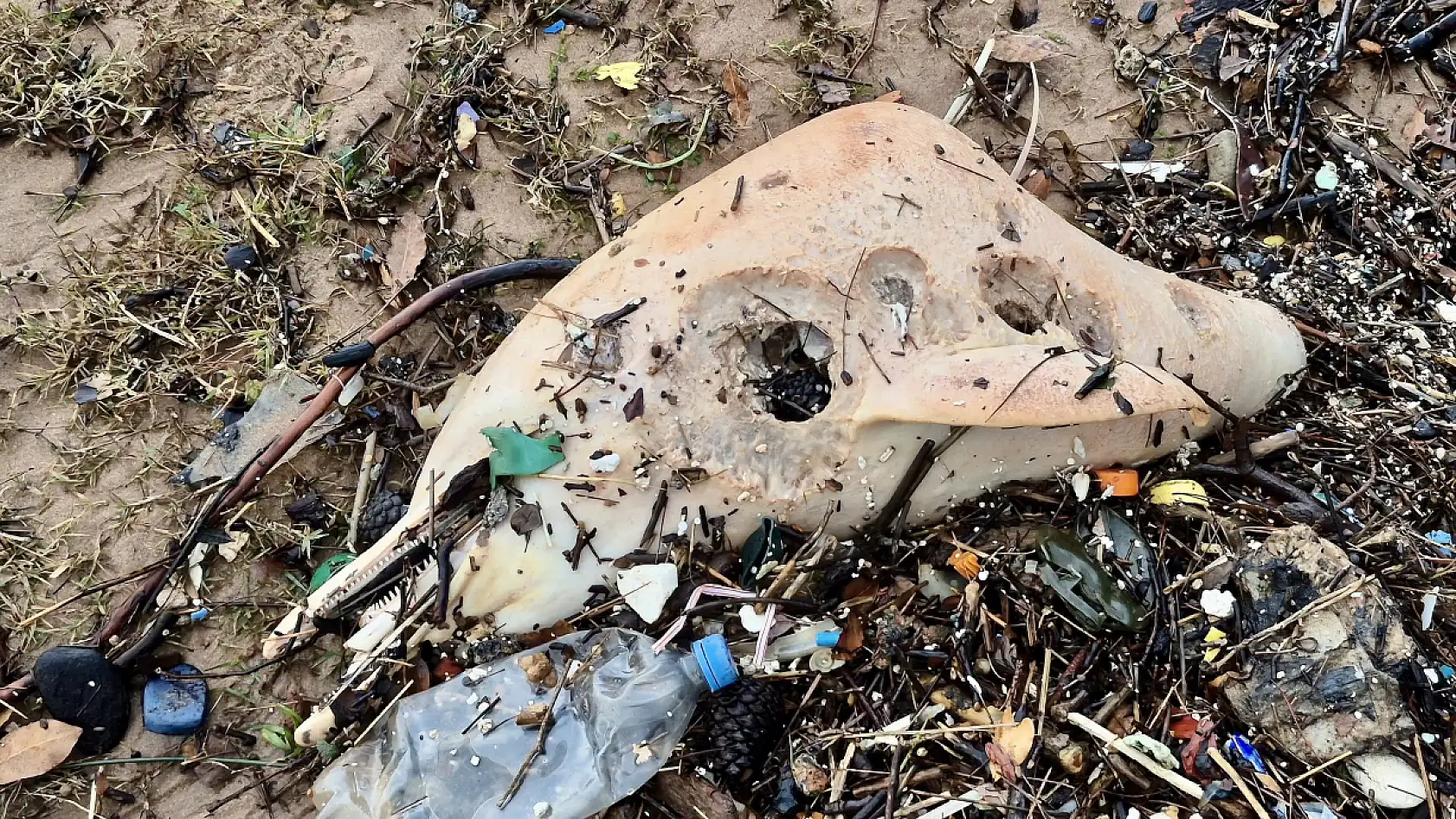 Ölüsü kıyıya vurdu