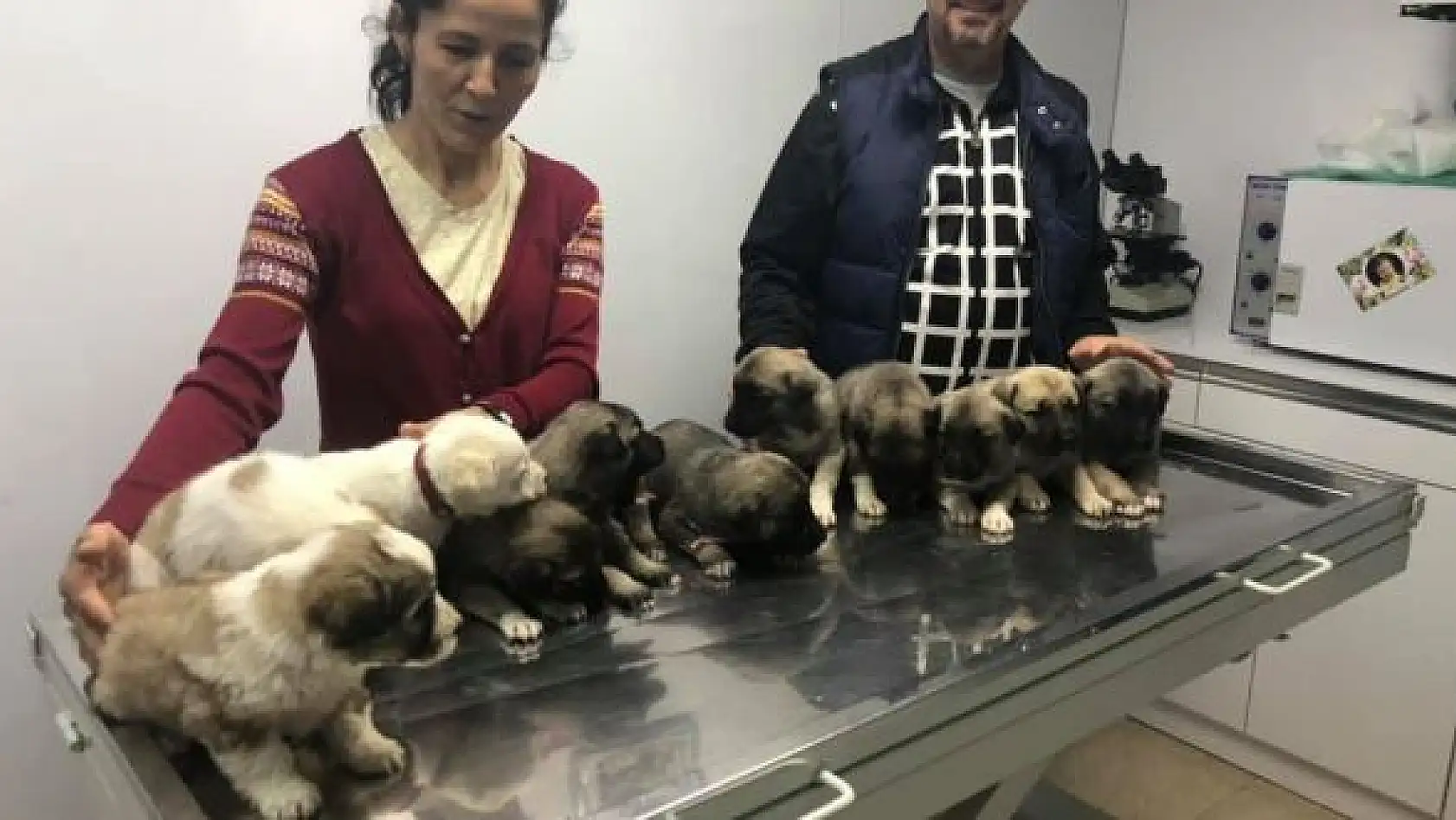 11 kangal yavrusu ilk aşılarını oldu