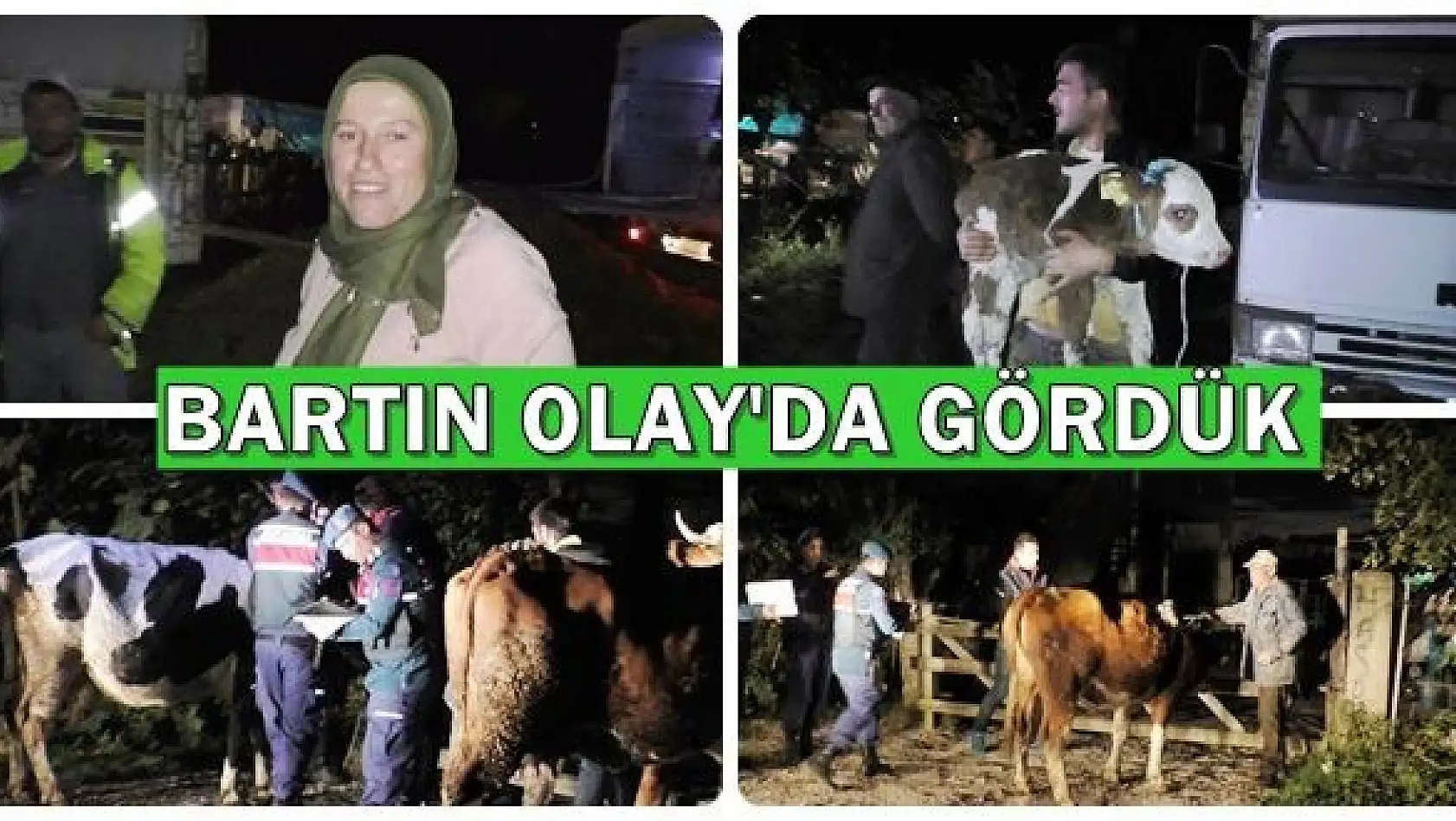 15 hayvan sahiplerine teslim edildi