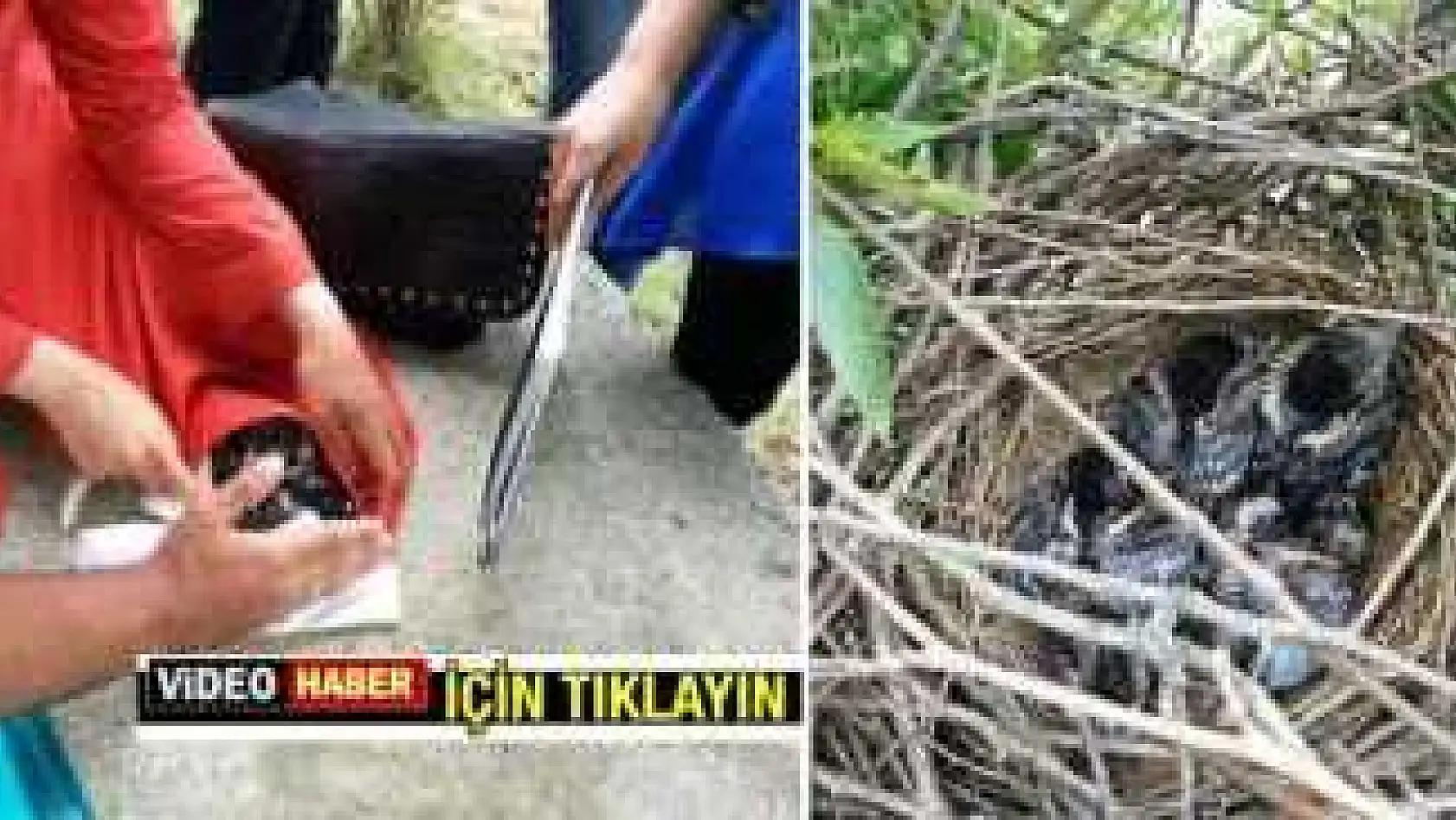 Ağaçkakan Yavruları Yuvalarından Düştü