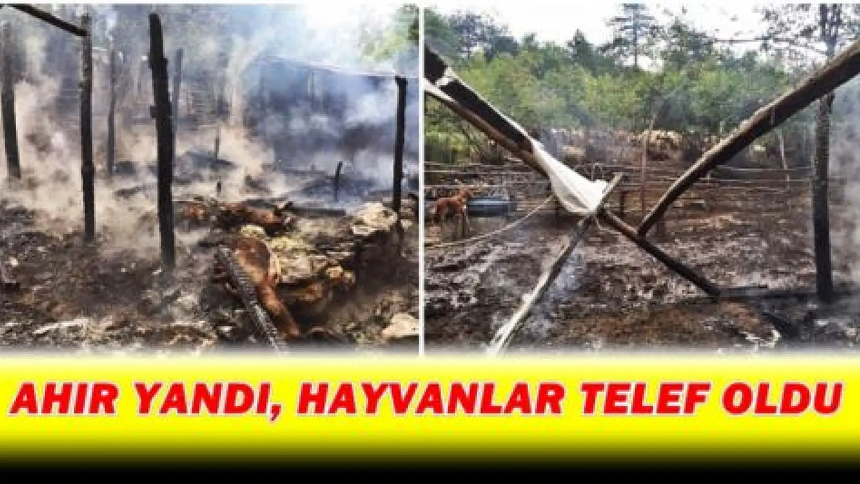 Ahır yangınında 6 hayvan telef oldu