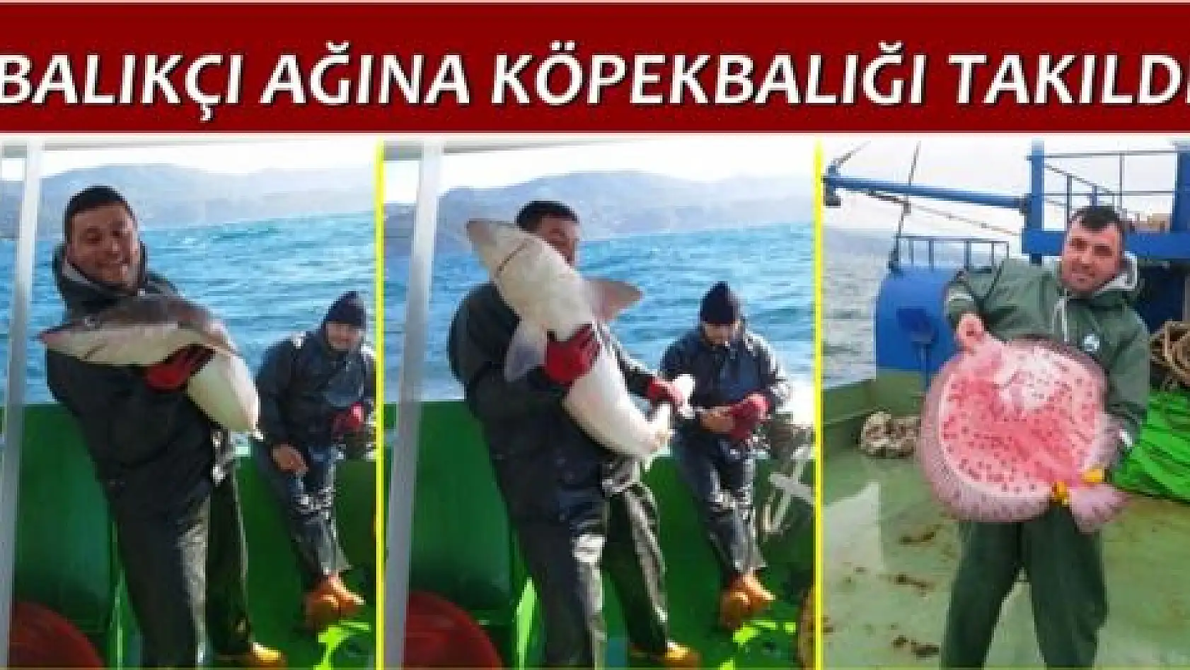 Amasra'da köpekbalığı yakalandı