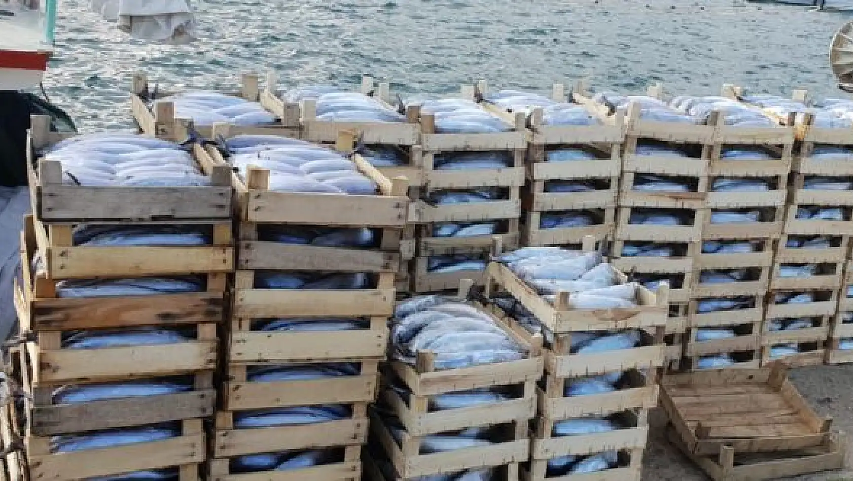 Amasra'da palamut bereketi