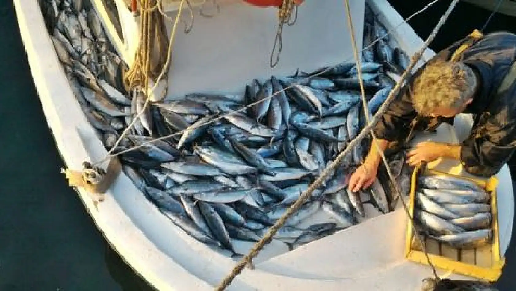 Amasra'da palamut bereketi