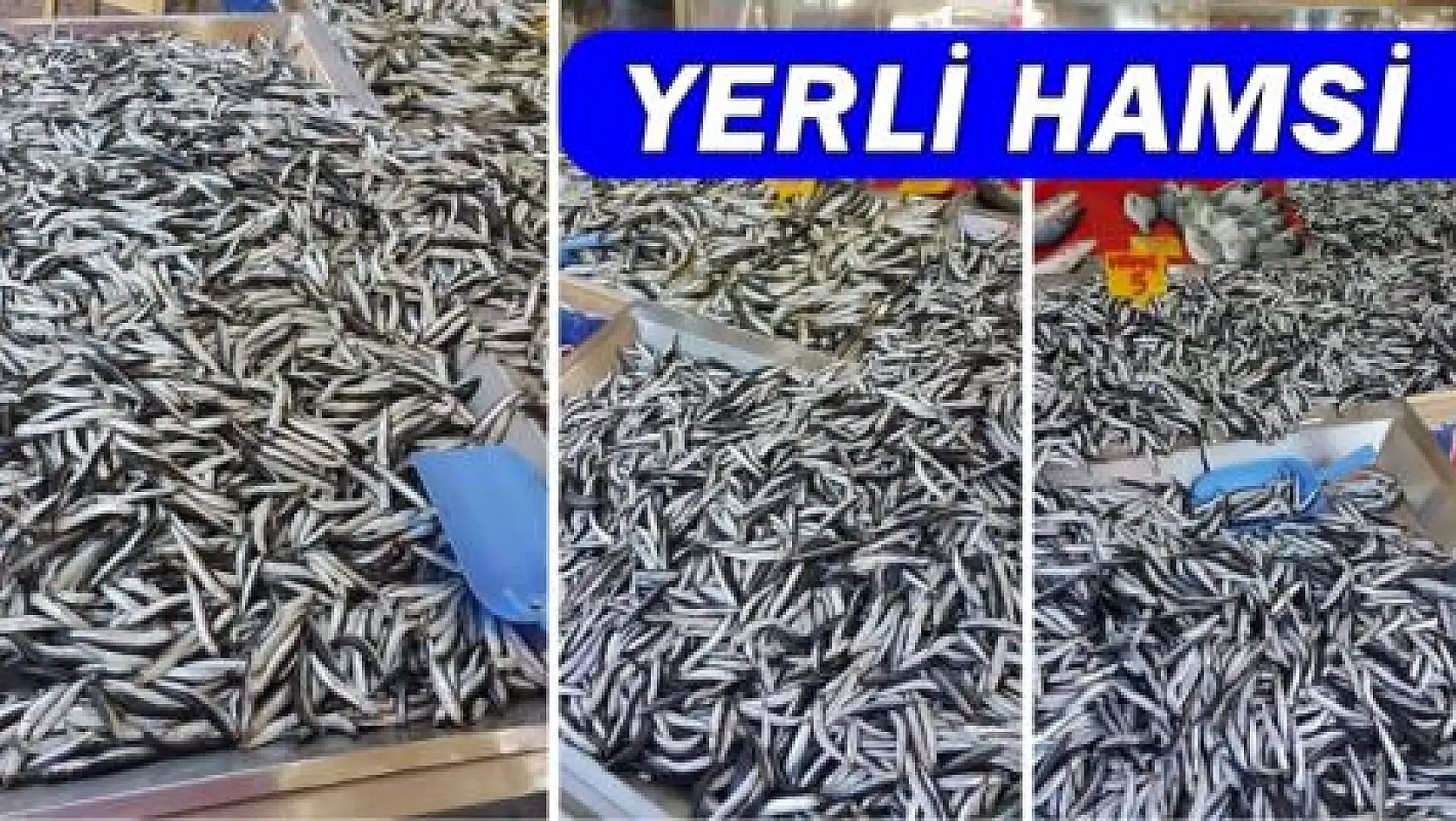 Amasra yerli hamsi tezgahta