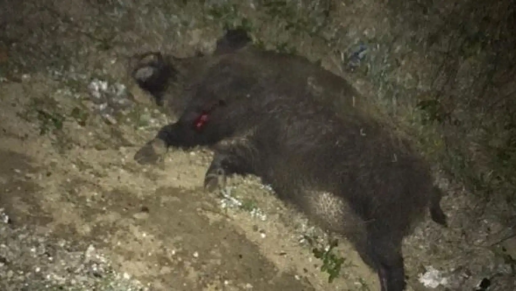 Amasra yolunda kaza, domuza çarptı