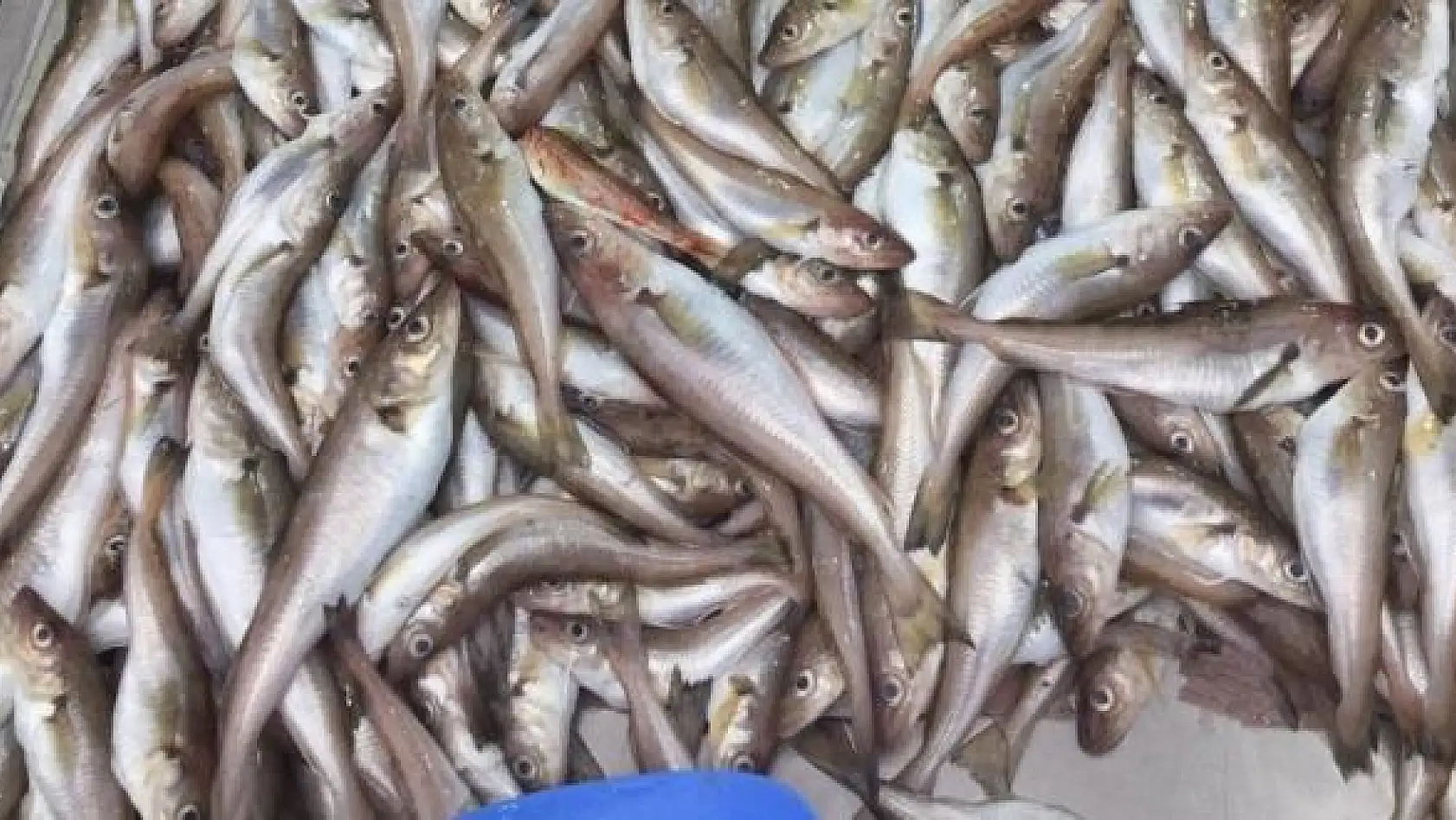 Balık tezgâhlarında son durum 