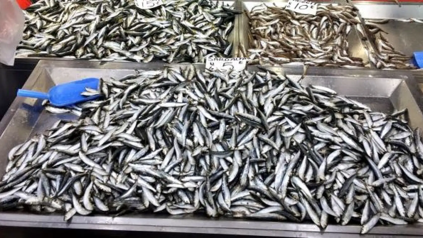 Balıkçı tezgahlarının yeni gözdesi sardalya
