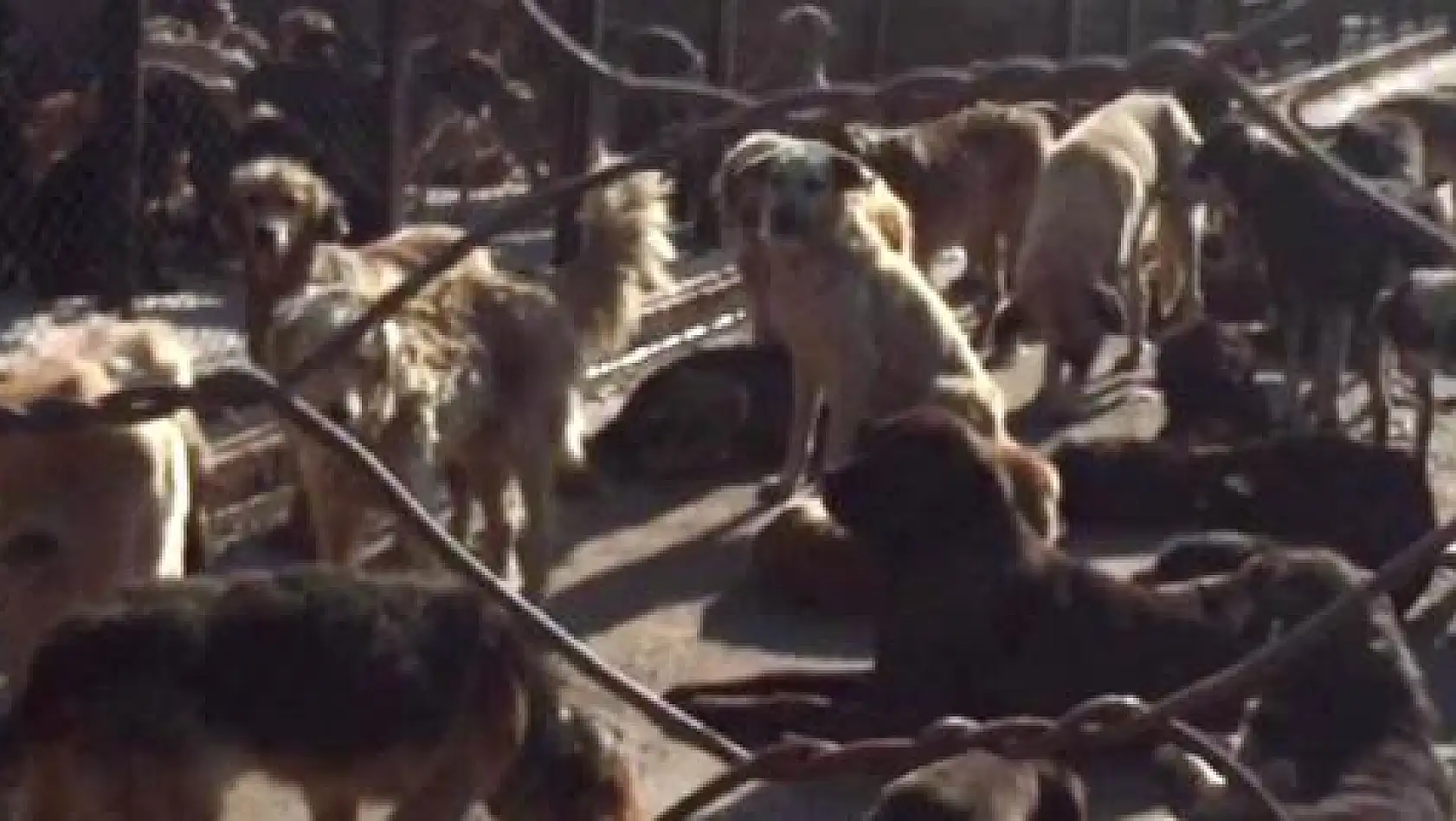 Barınaktaki köpeklerin hali içler acısı