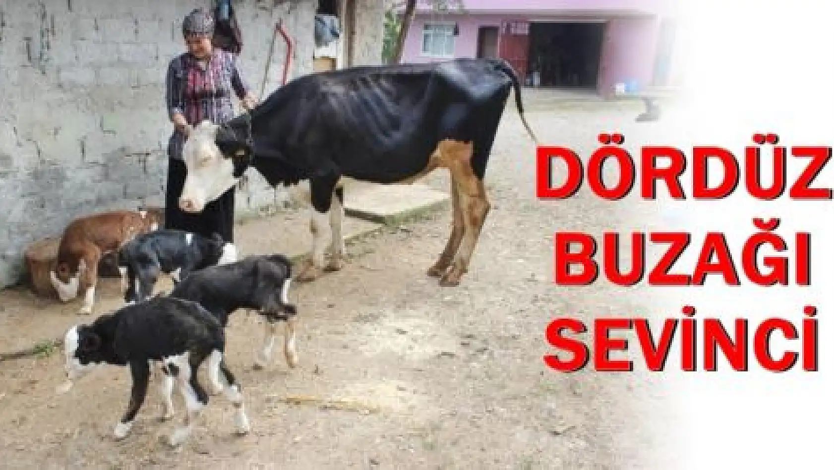 Bartın'da Bir İnek Dördüz Doğurdu