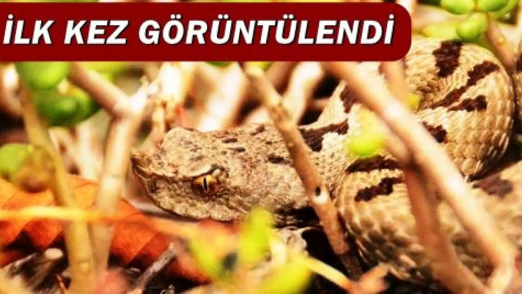 Bartın'da ilk kez görüntülendi