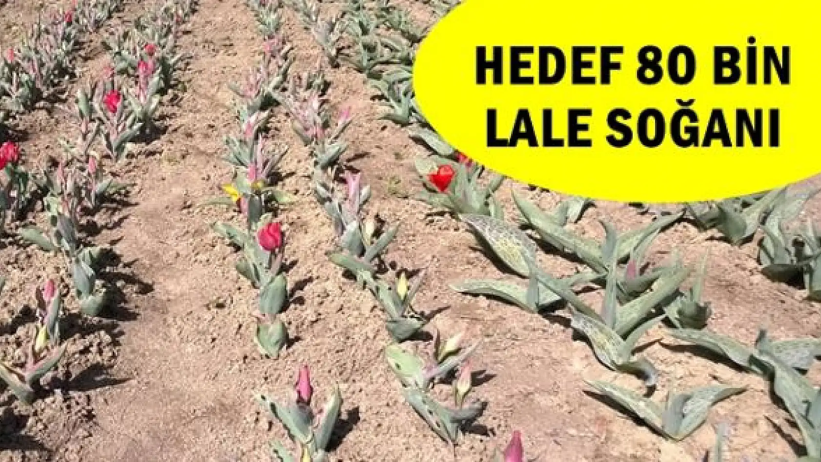 Bartın'da Lale Soğanı Üretimi başladı