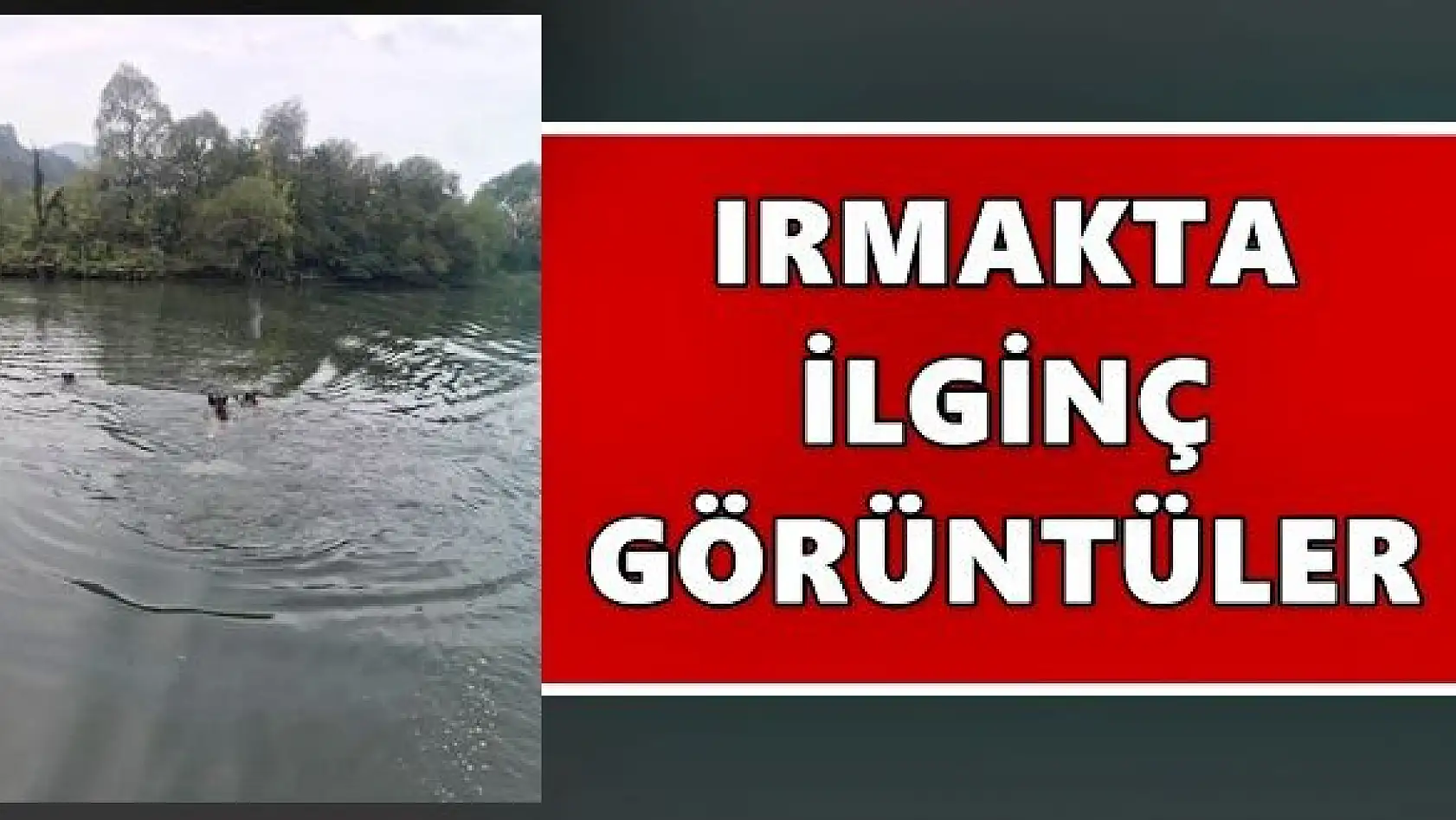 Bartın ırmağında ilginç görüntü