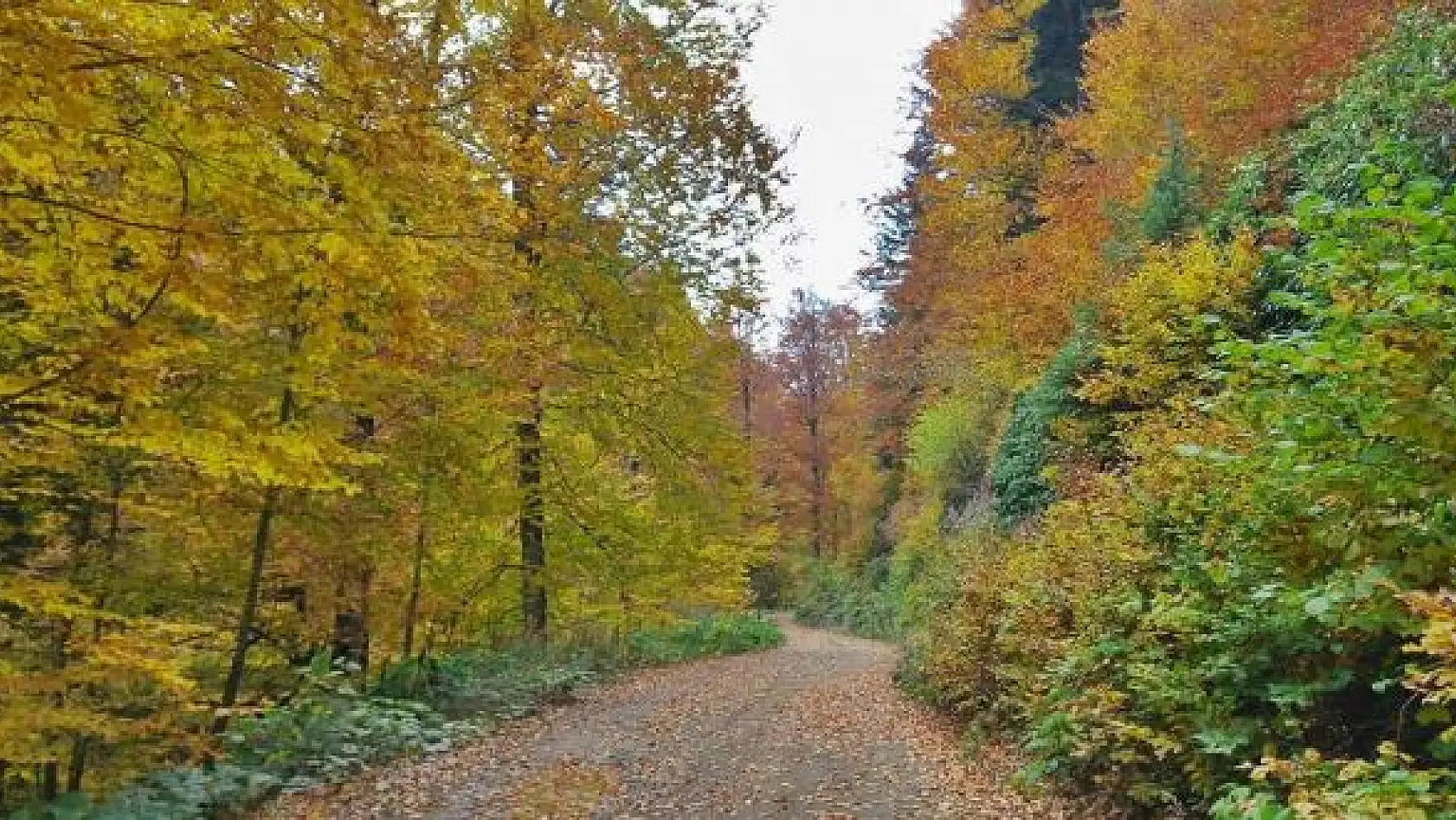 Bartın yaylalarında renk cümbüşü 