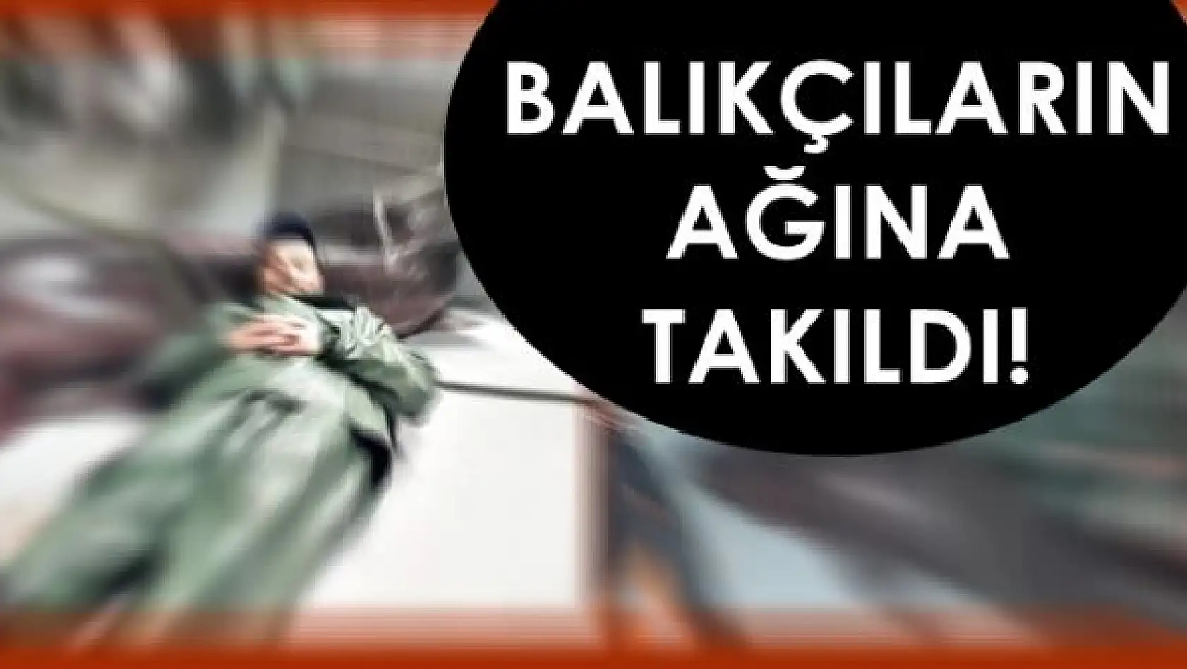Çinekop ağına Köpekbalığı takıldı!