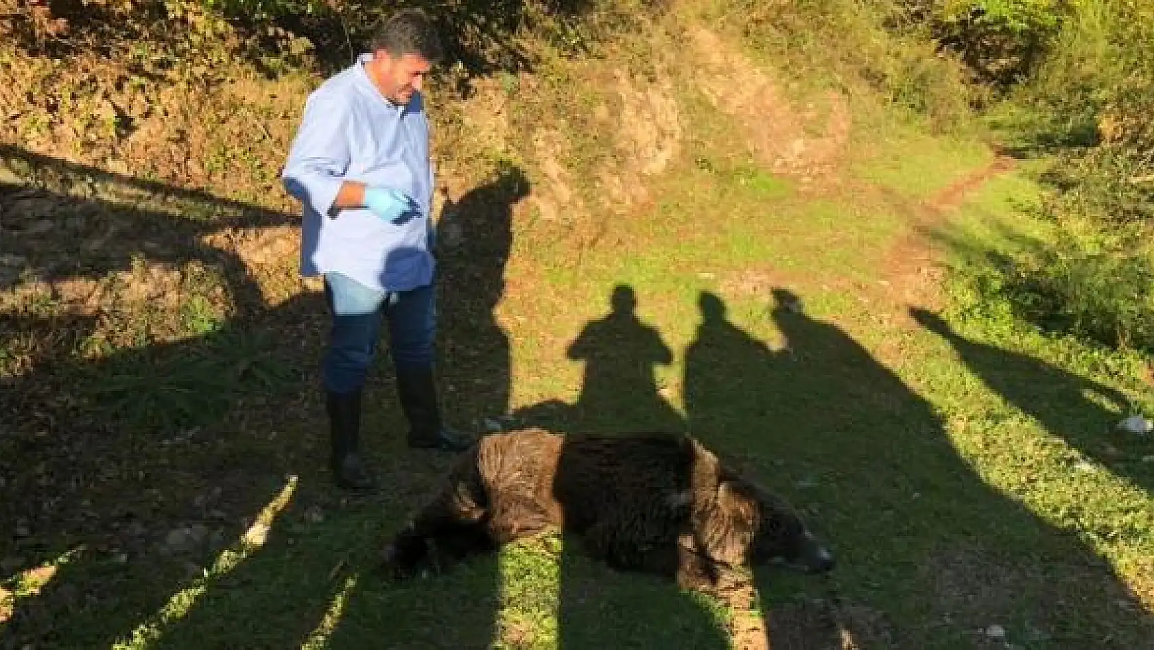 Derede bitkin halde bulunan ayı kurtarıldı