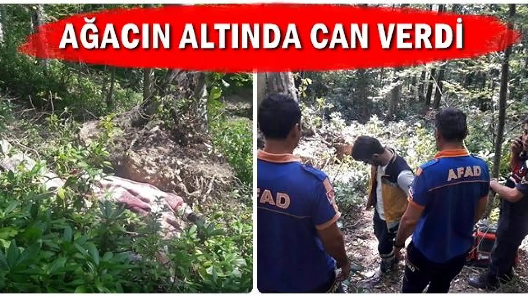 Devrilen ağacın altında can verdi