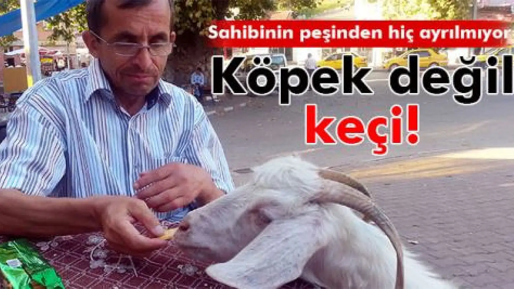 Evcil keçi, yanından hiç ayrılmıyor