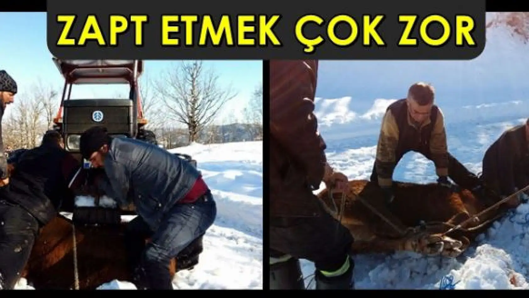 Haşin çıkan ithal sığırlar kaçtı 