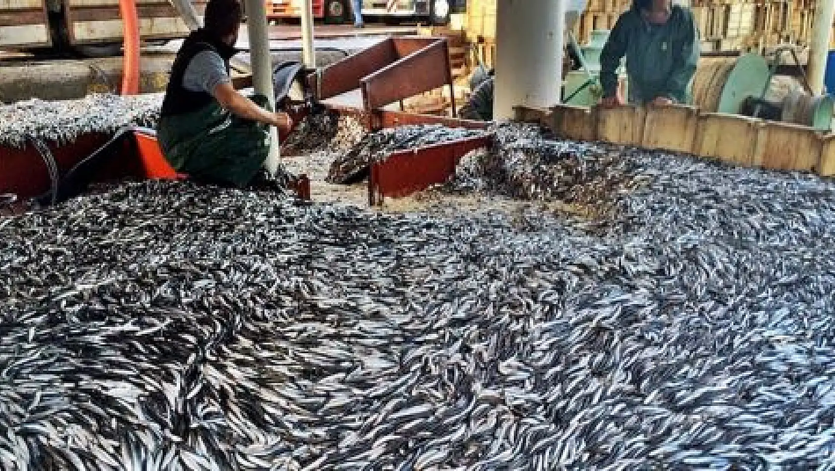 Karadeniz'den hamsi fışkırıyor