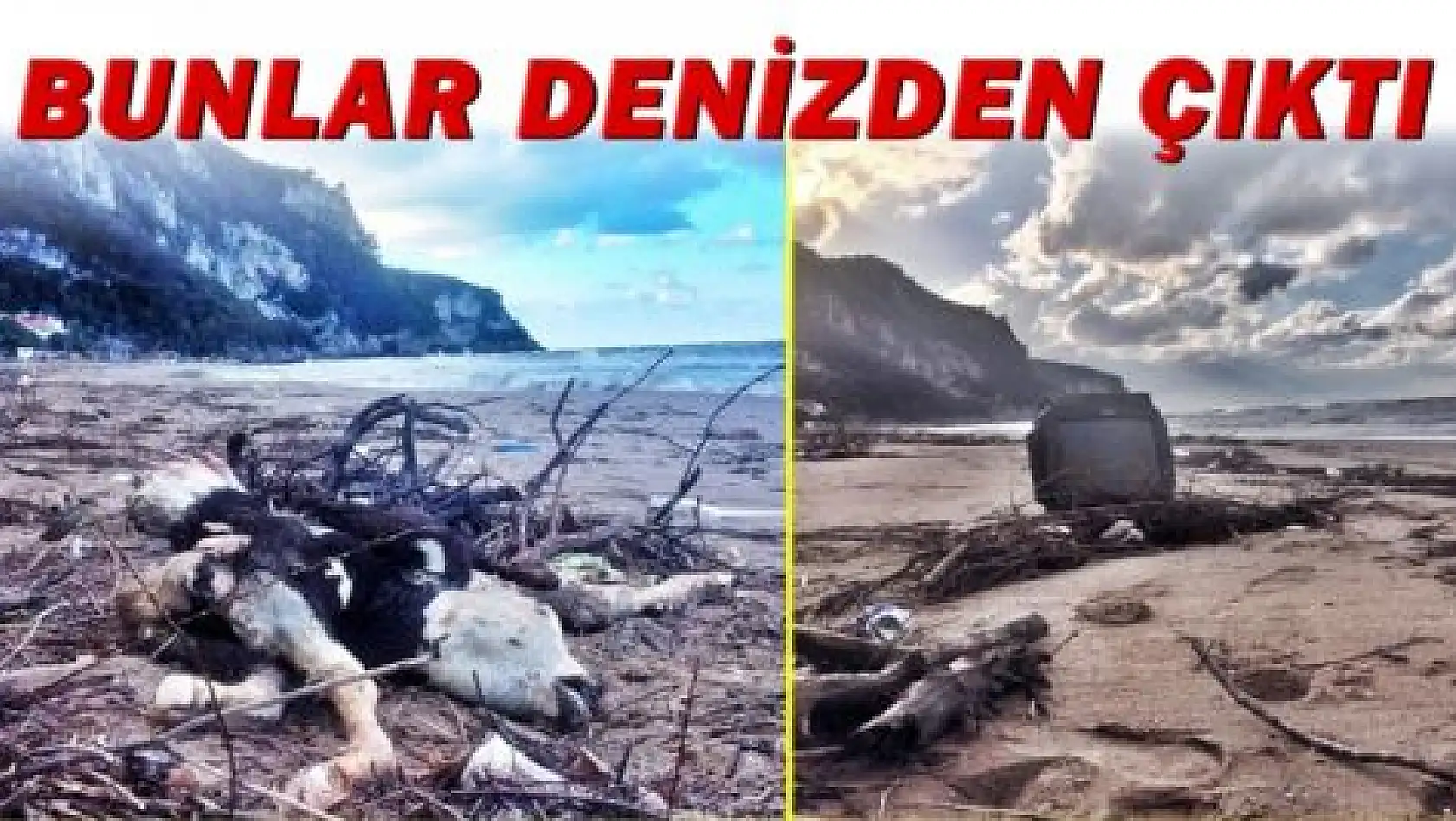 Kıyıya İnek Ölüsü Vurdu