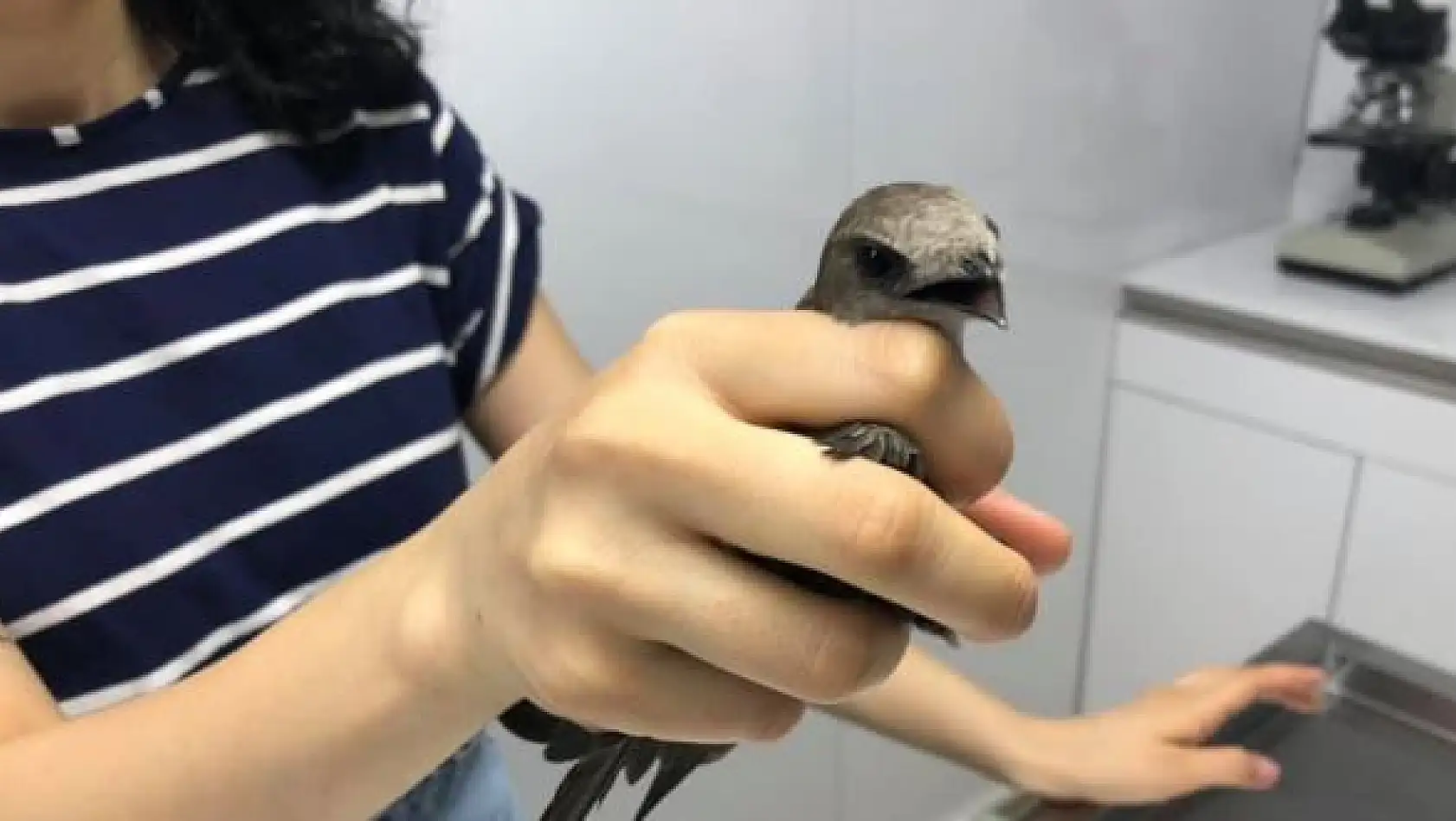 Küvetin içinde ebabil kuşu buldu