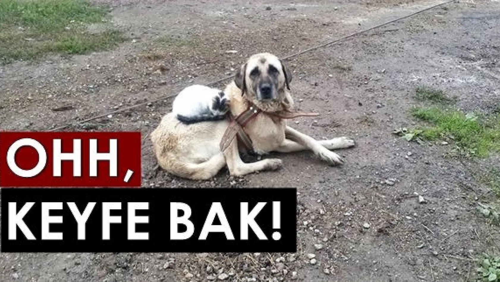 Sırtına yatıp uyuyor