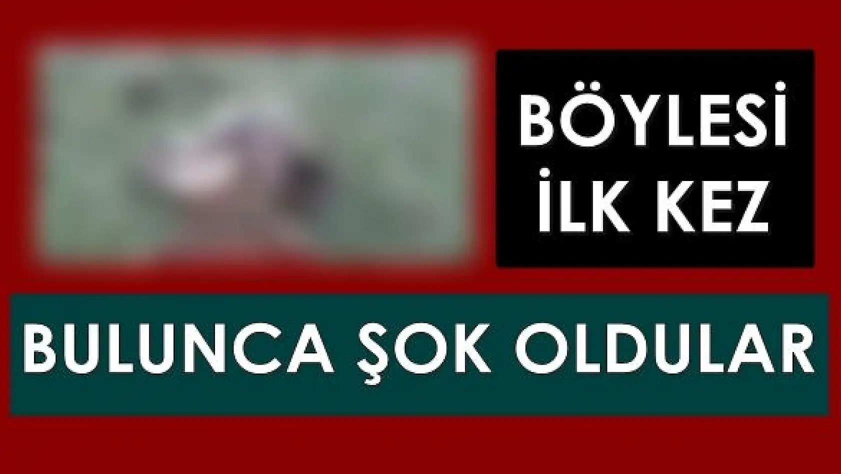 Vahşet böyle görüntülendi