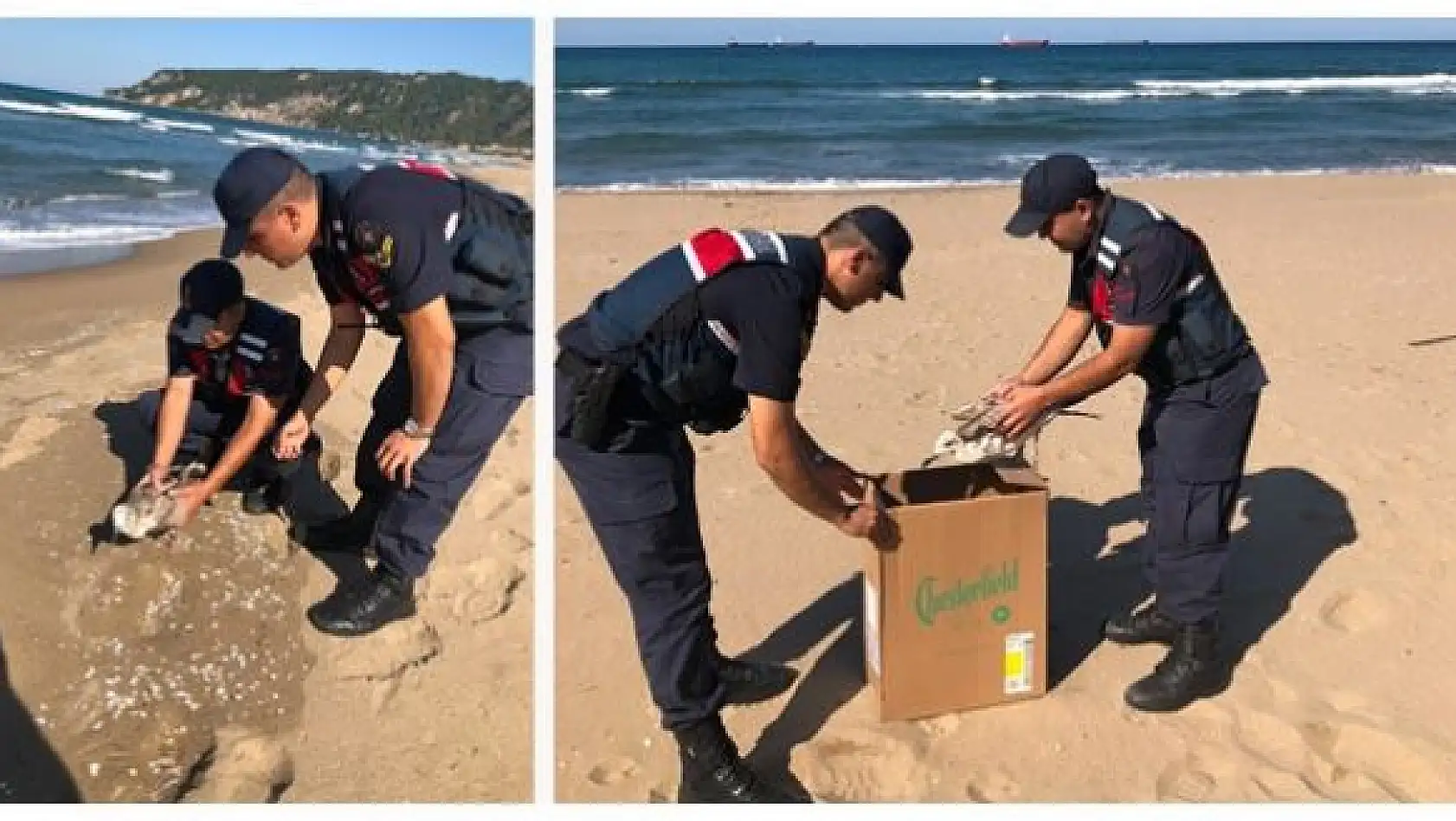 Yaralı martıya jandarma şefkati