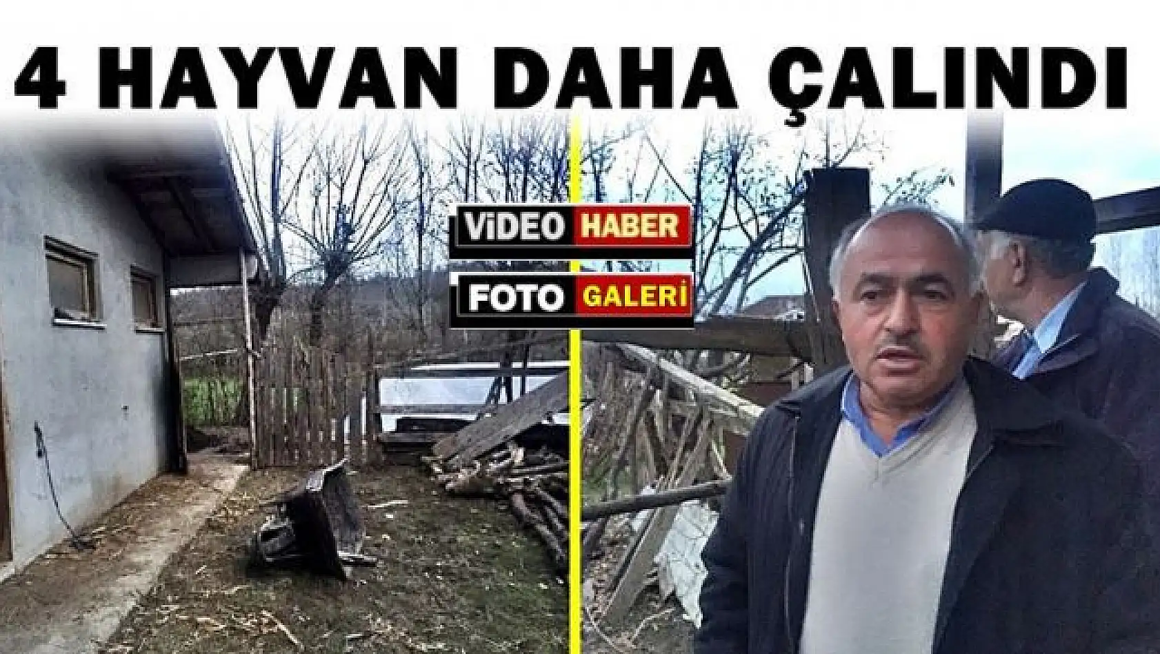 Bartın'da ahırdan 4 büyükbaş hayvan çalındı 